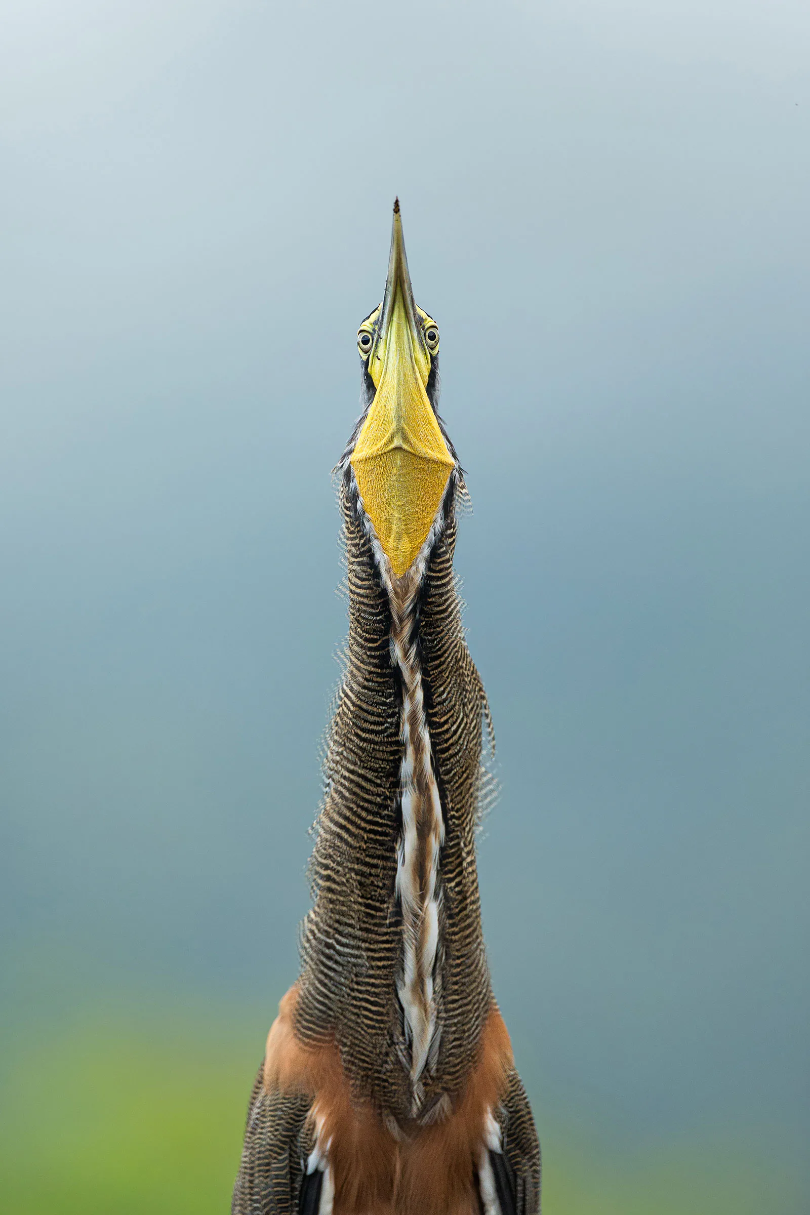 Những bức ảnh ấn tượng nhất đoạt giải cuộc thi nhiếp ảnh Audubon 2020