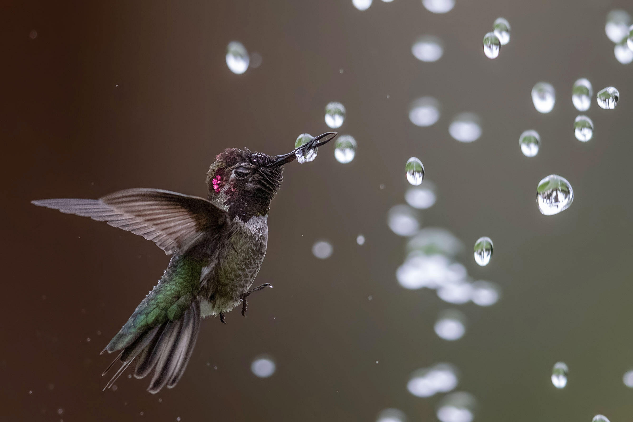 Những bức ảnh ấn tượng nhất đoạt giải cuộc thi nhiếp ảnh Audubon 2020