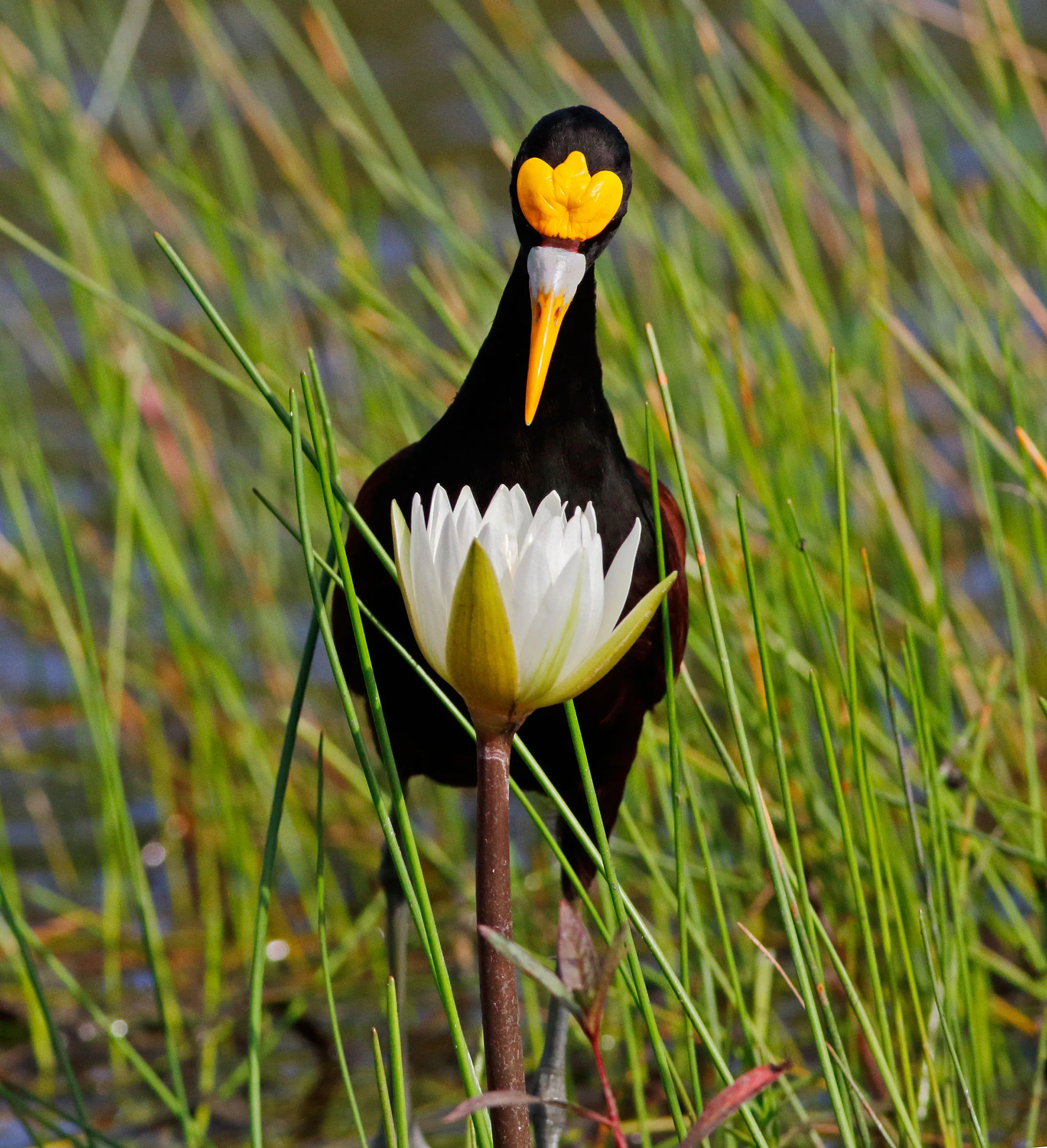 Những bức ảnh ấn tượng nhất đoạt giải cuộc thi nhiếp ảnh Audubon 2020