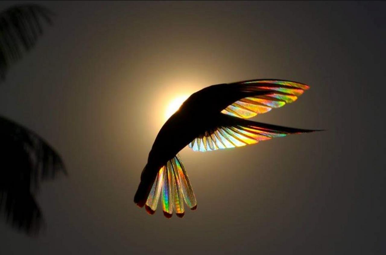 Những ánh cầu vồng lấp lánh dưới đôi cánh của chim ruồi