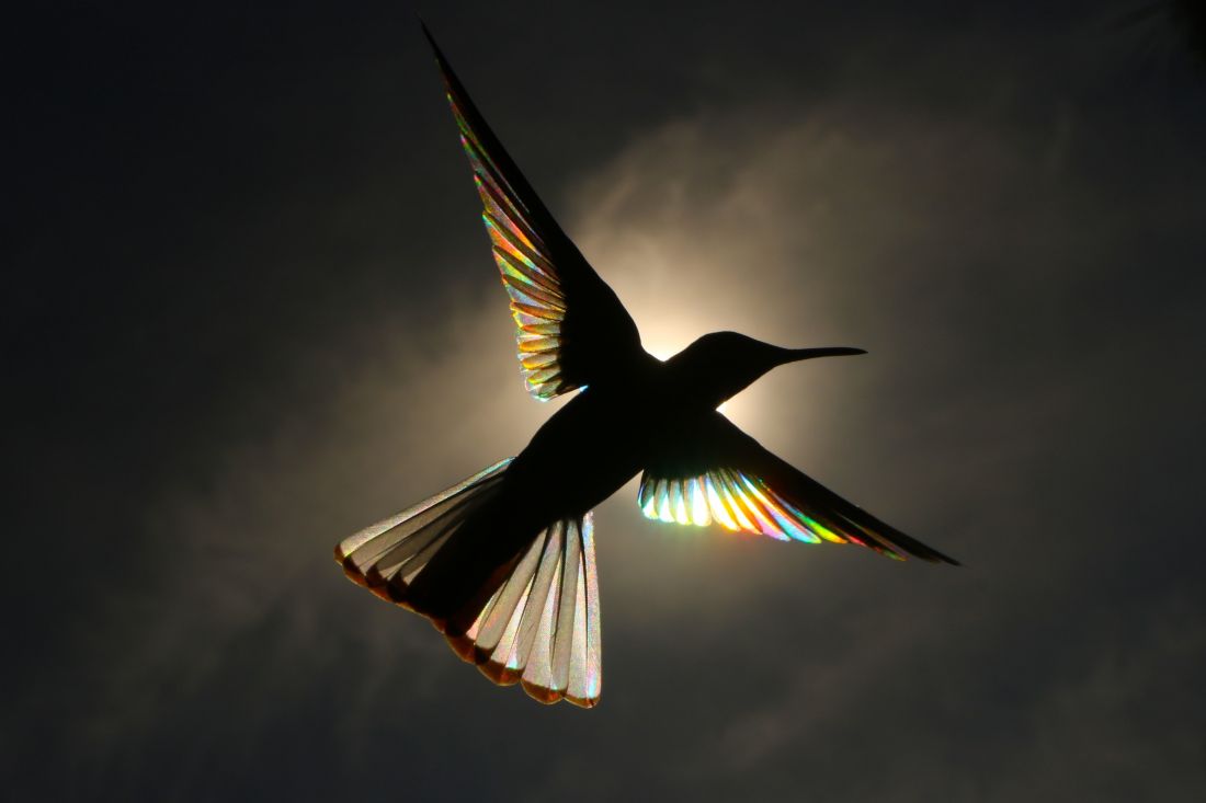 Những ánh cầu vồng lấp lánh dưới đôi cánh của chim ruồi