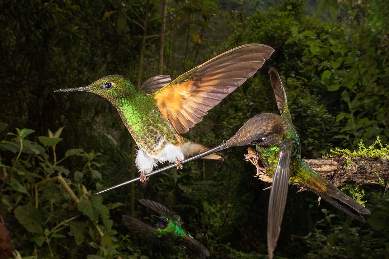 Những bức ảnh đoạt giải trong cuộc thi Nhiếp ảnh gia chụp chim của năm 2020