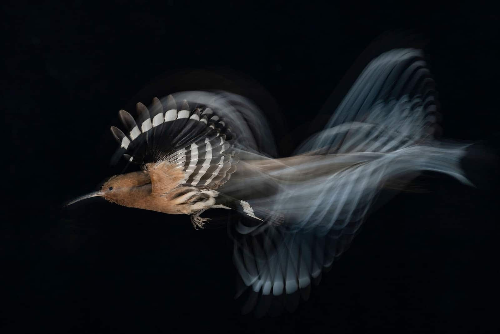 Những bức ảnh đoạt giải trong cuộc thi Nhiếp ảnh gia chụp chim của năm 2020