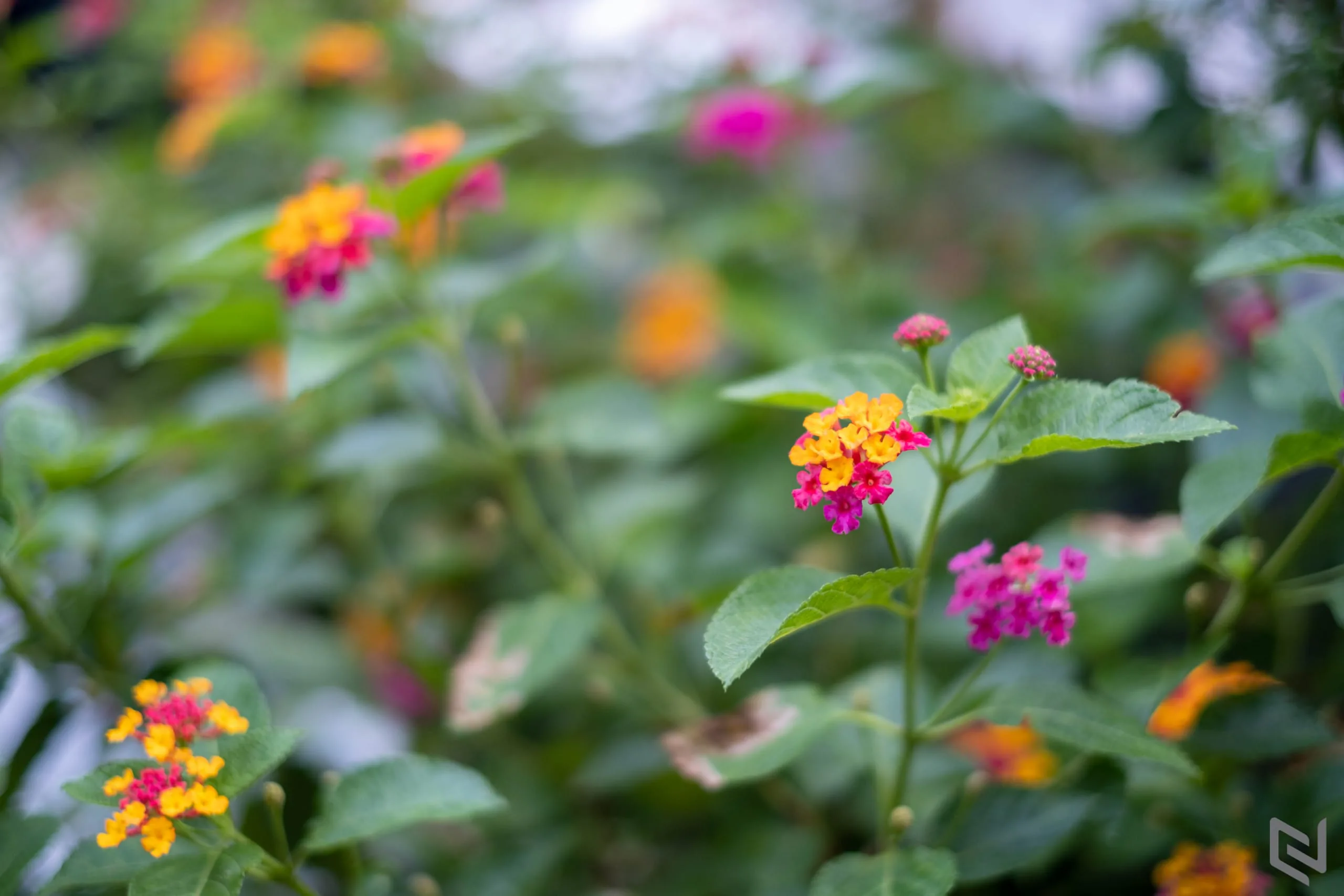 Sỡ hữu combo máy ảnh Fujifilm X-T30 và XF 35mm F1.4 hiện đang được giảm giá 5 triệu tại WinWinStore
