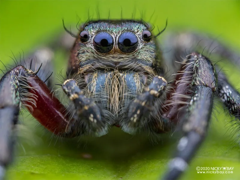 Venus Optics ra mắt ống kính Laowa 50mm f/2.8 2x Ultra Macro APO
