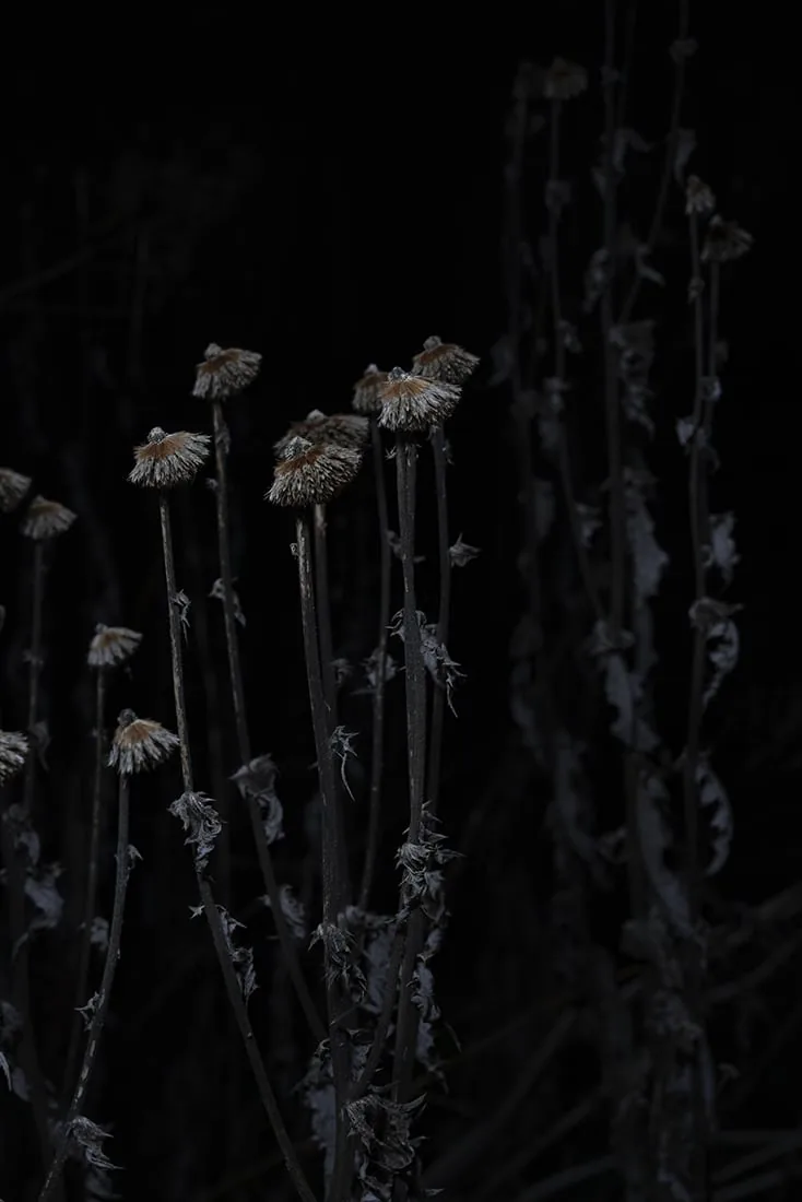 Những bức ảnh thắng cuộc của cuộc thi Minimalist Photography Awards 2020