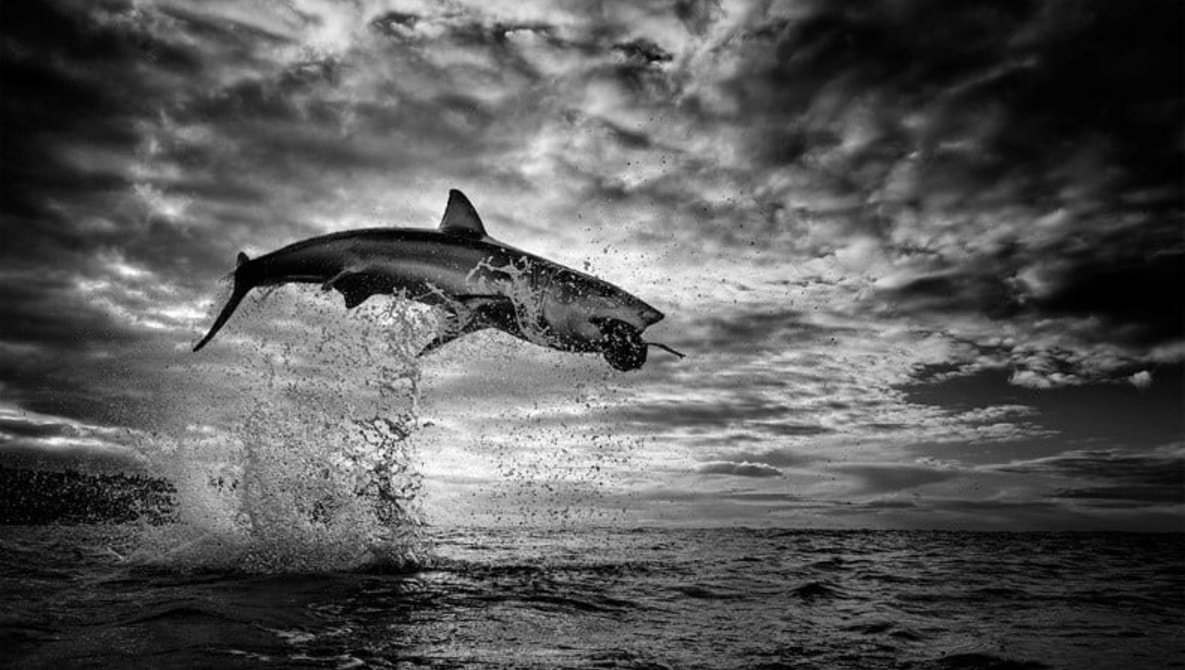 Nhiếp ảnh gia ghi lại khoảnh khắc cá mập trắng nhảy bật hơn 3.5 mét khỏi bề mặt đại dương