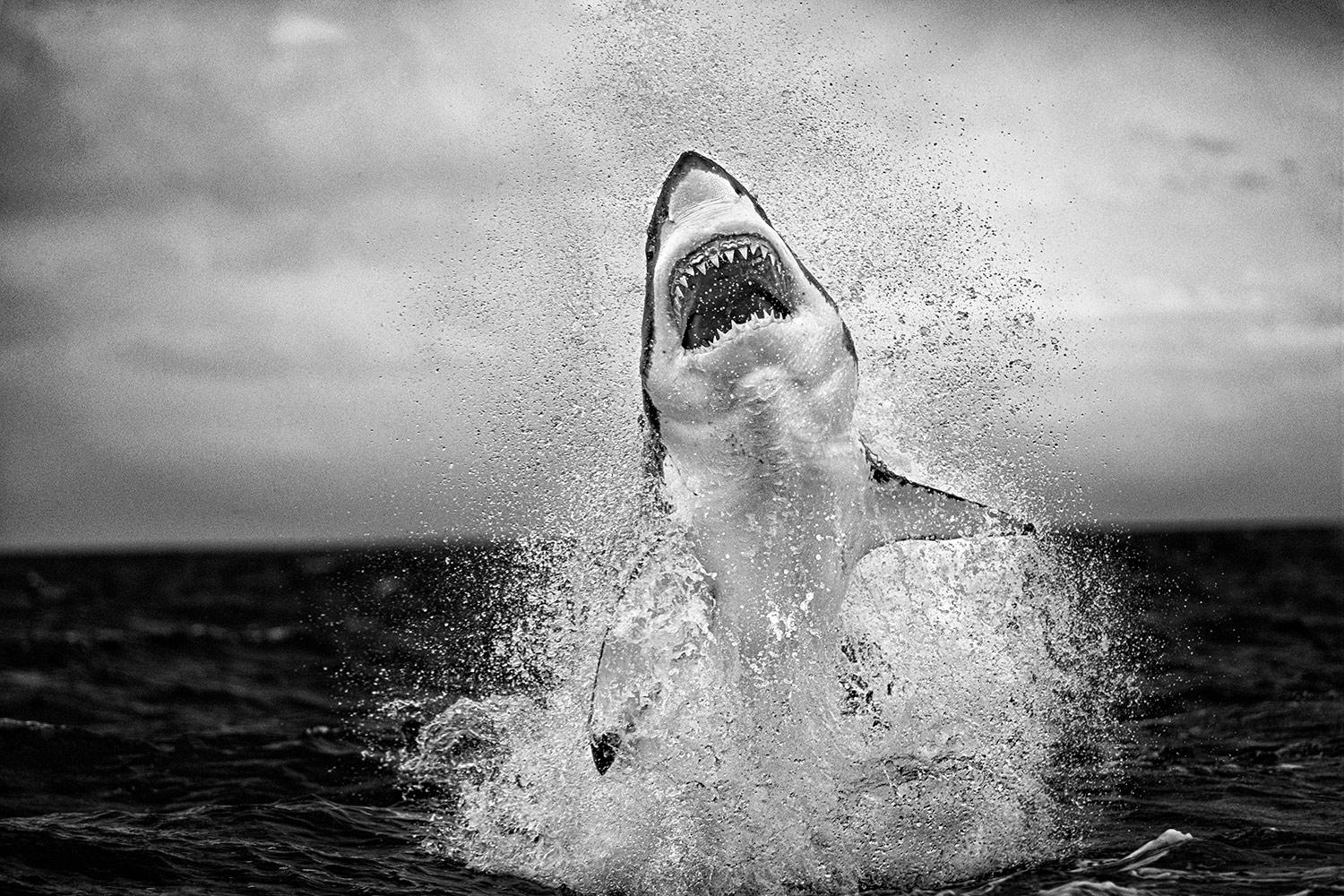 Nhiếp ảnh gia ghi lại khoảnh khắc cá mập trắng nhảy bật hơn 3.5 mét khỏi bề mặt đại dương