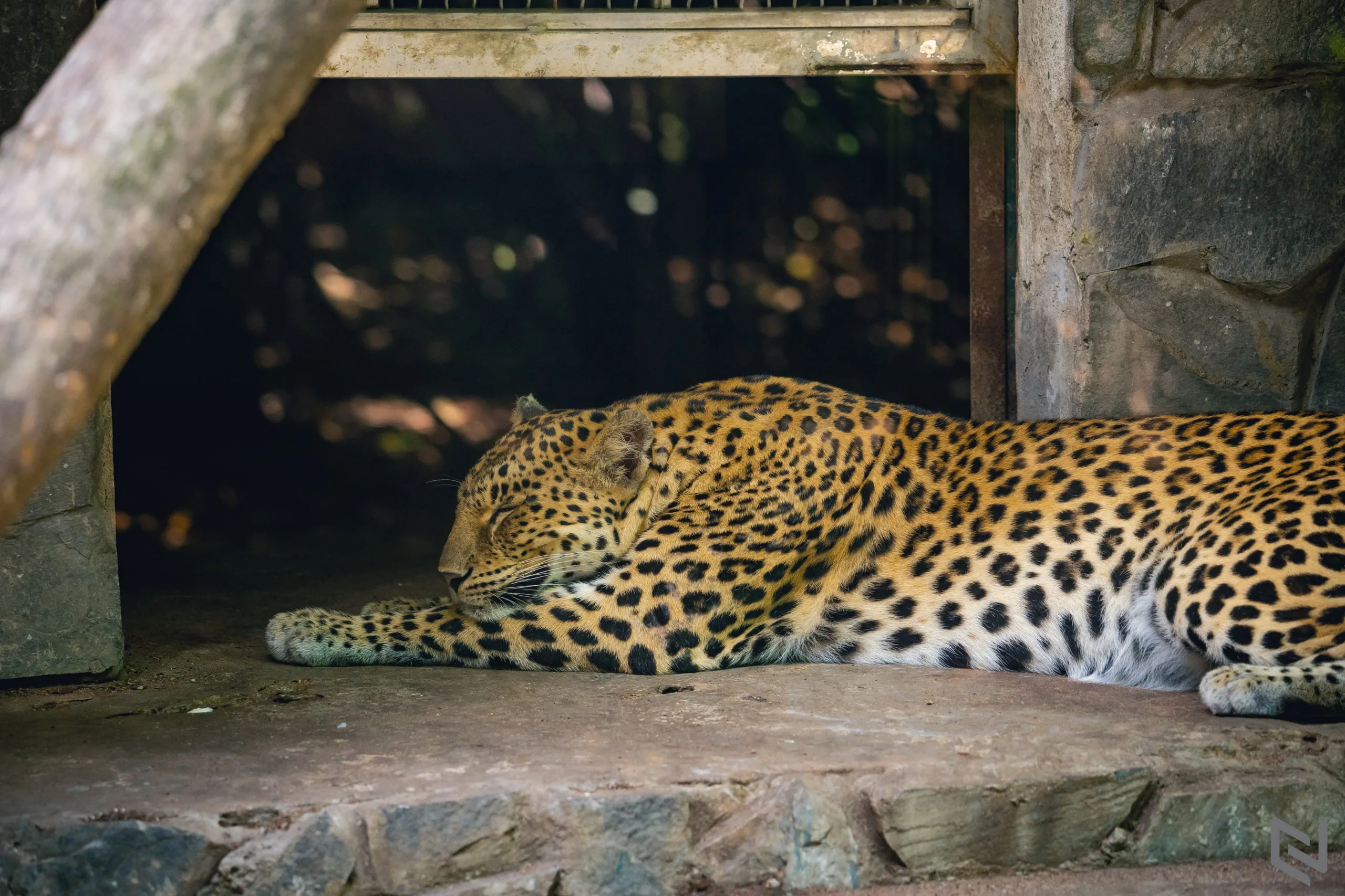 Trên tay ống kính Sigma 100-400mm F5-6.3 DG DN OS cho Sony, lựa chọn ống kính siêu zoom giá mềm