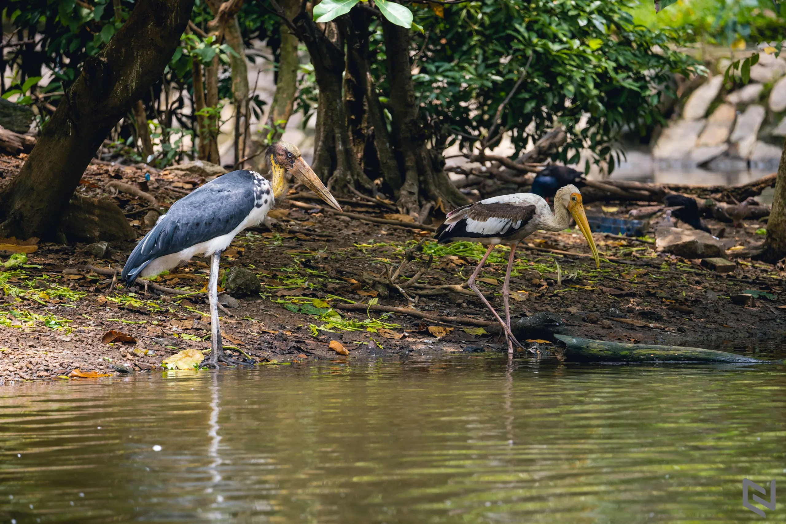 Trên tay ống kính Sigma 100-400mm F5-6.3 DG DN OS cho Sony, lựa chọn ống kính siêu zoom giá mềm