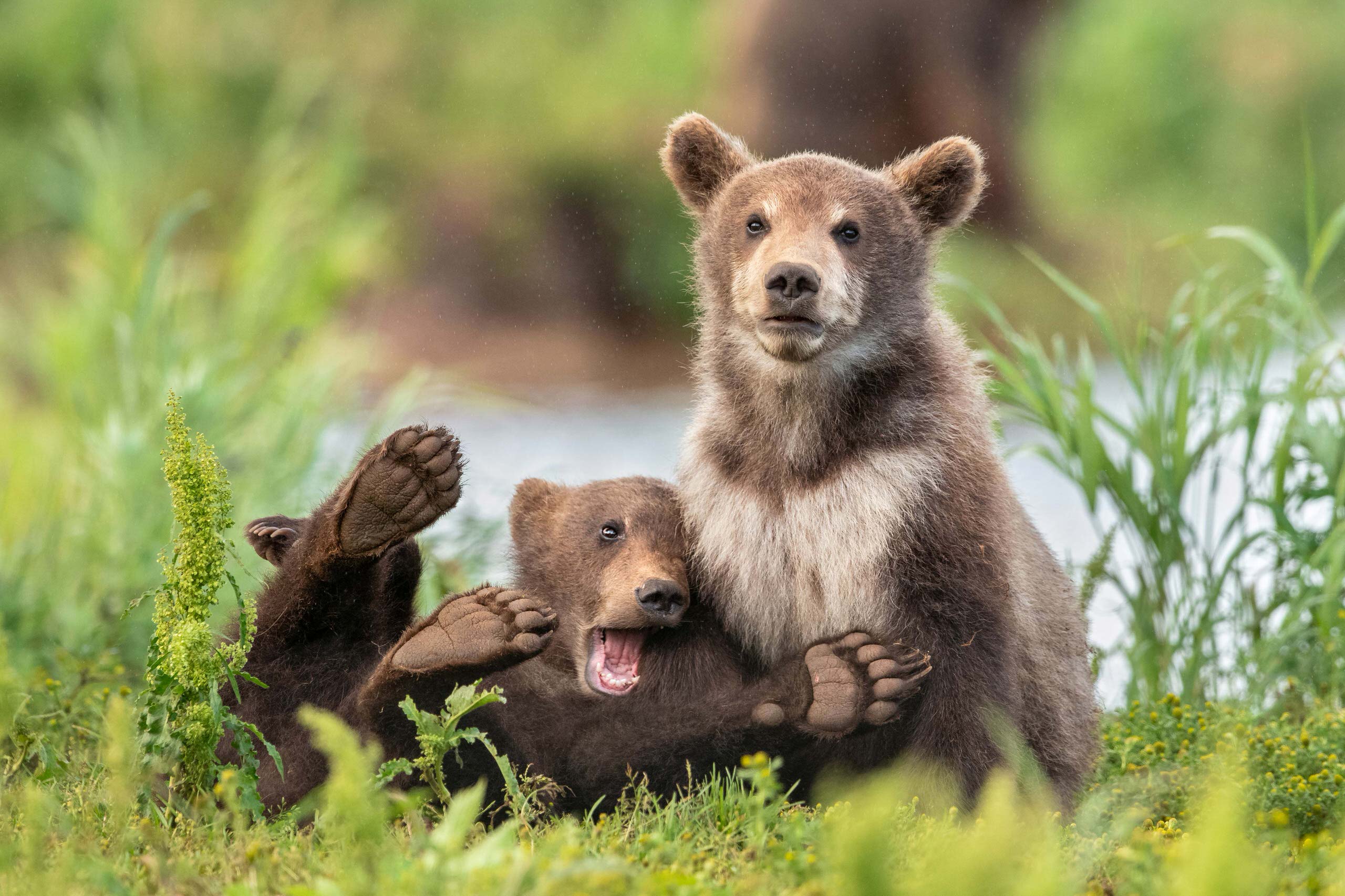 15 bức ảnh vui nhộn từ cuộc thi Comedy Wildlife Photo Awards 2020