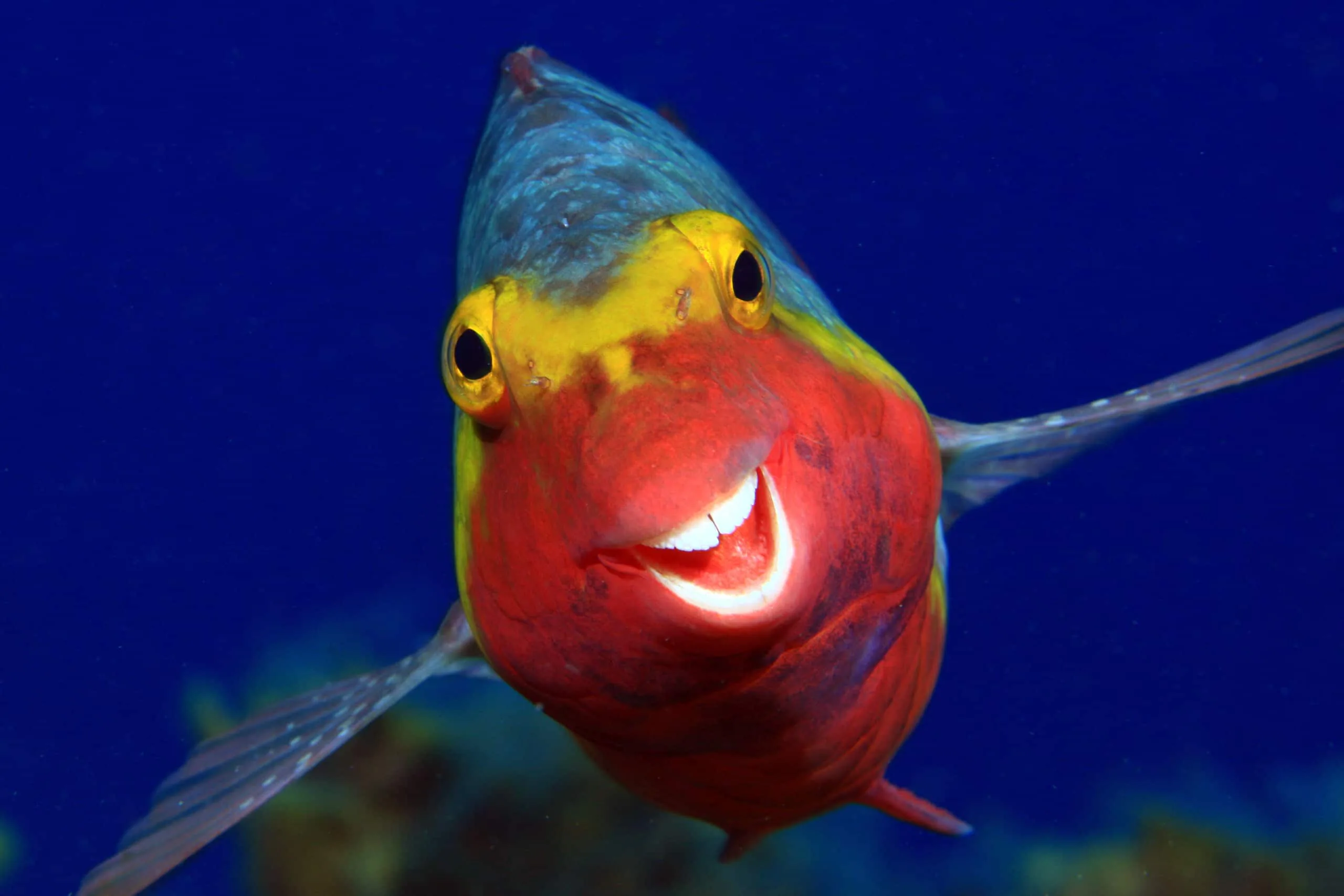 15 bức ảnh vui nhộn từ cuộc thi Comedy Wildlife Photo Awards 2020