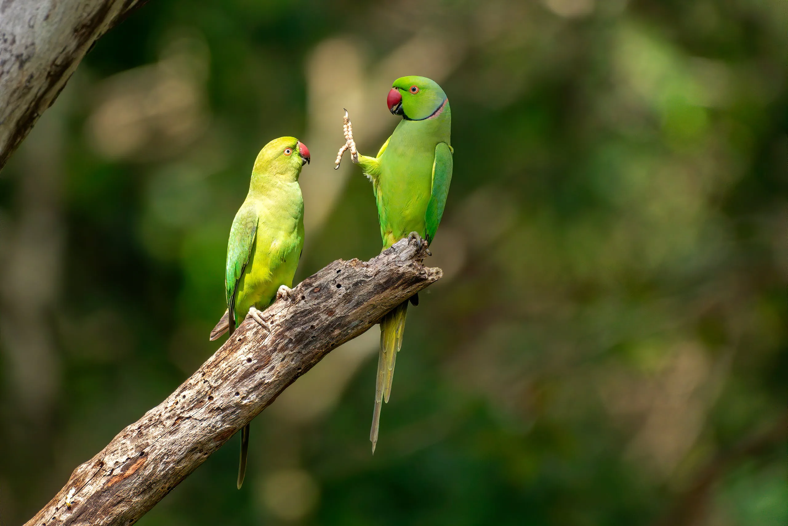 15 bức ảnh vui nhộn từ cuộc thi Comedy Wildlife Photo Awards 2020