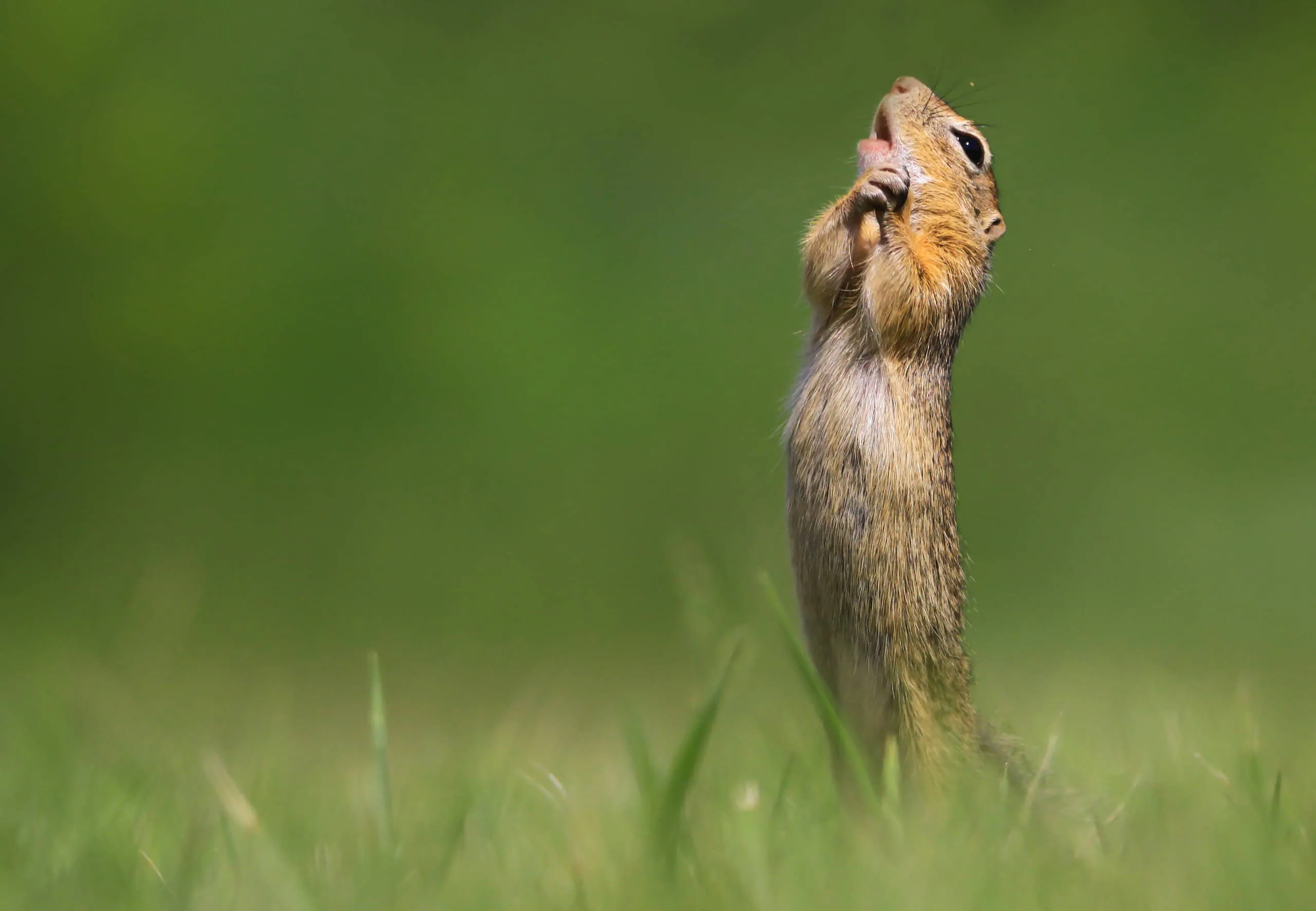 15 bức ảnh vui nhộn từ cuộc thi Comedy Wildlife Photo Awards 2020