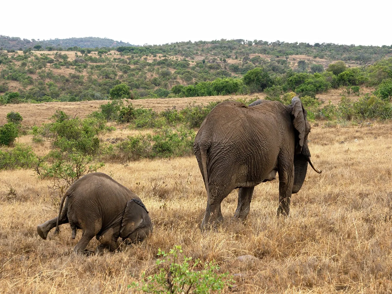 15 bức ảnh vui nhộn từ cuộc thi Comedy Wildlife Photo Awards 2020