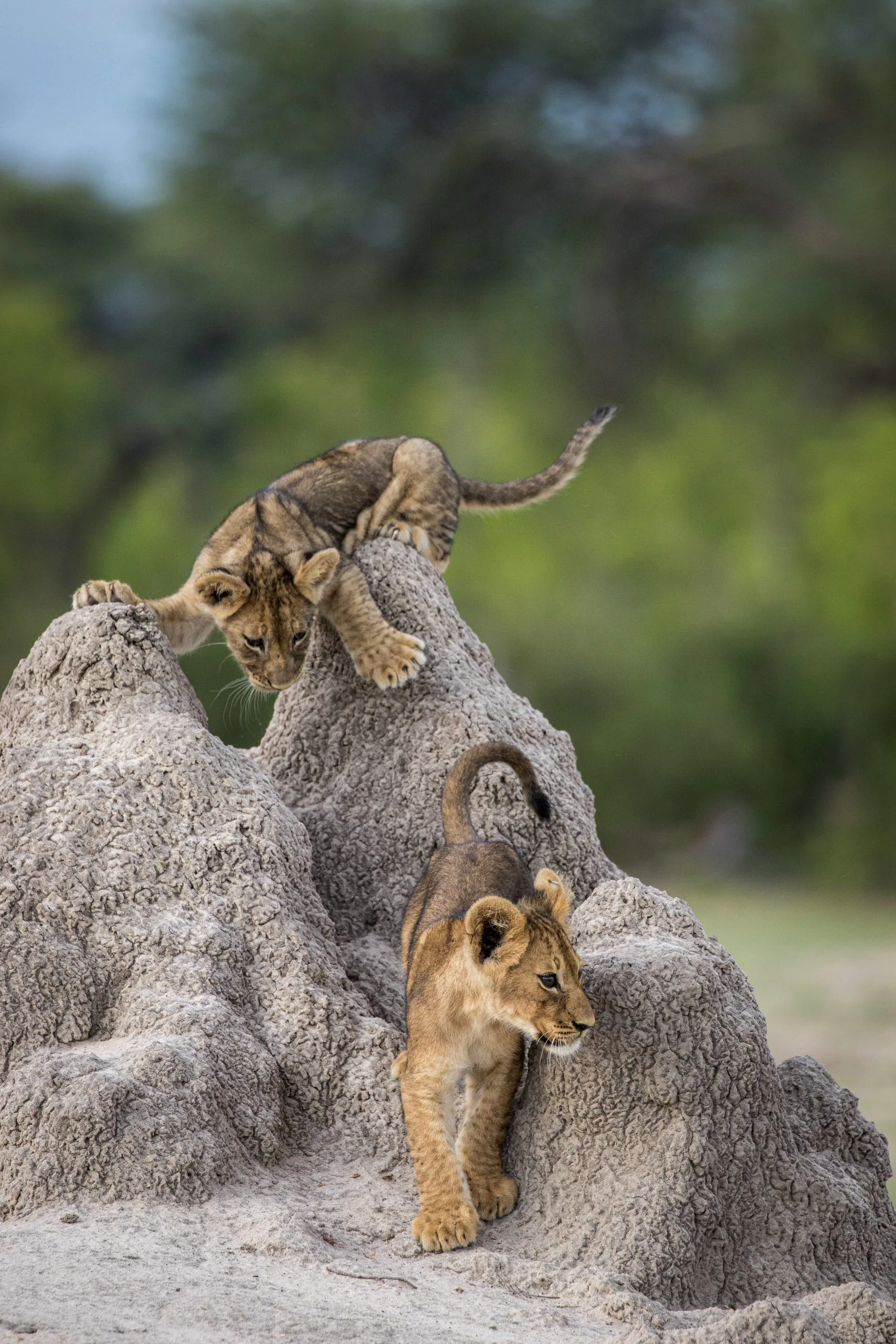 15 bức ảnh vui nhộn từ cuộc thi Comedy Wildlife Photo Awards 2020