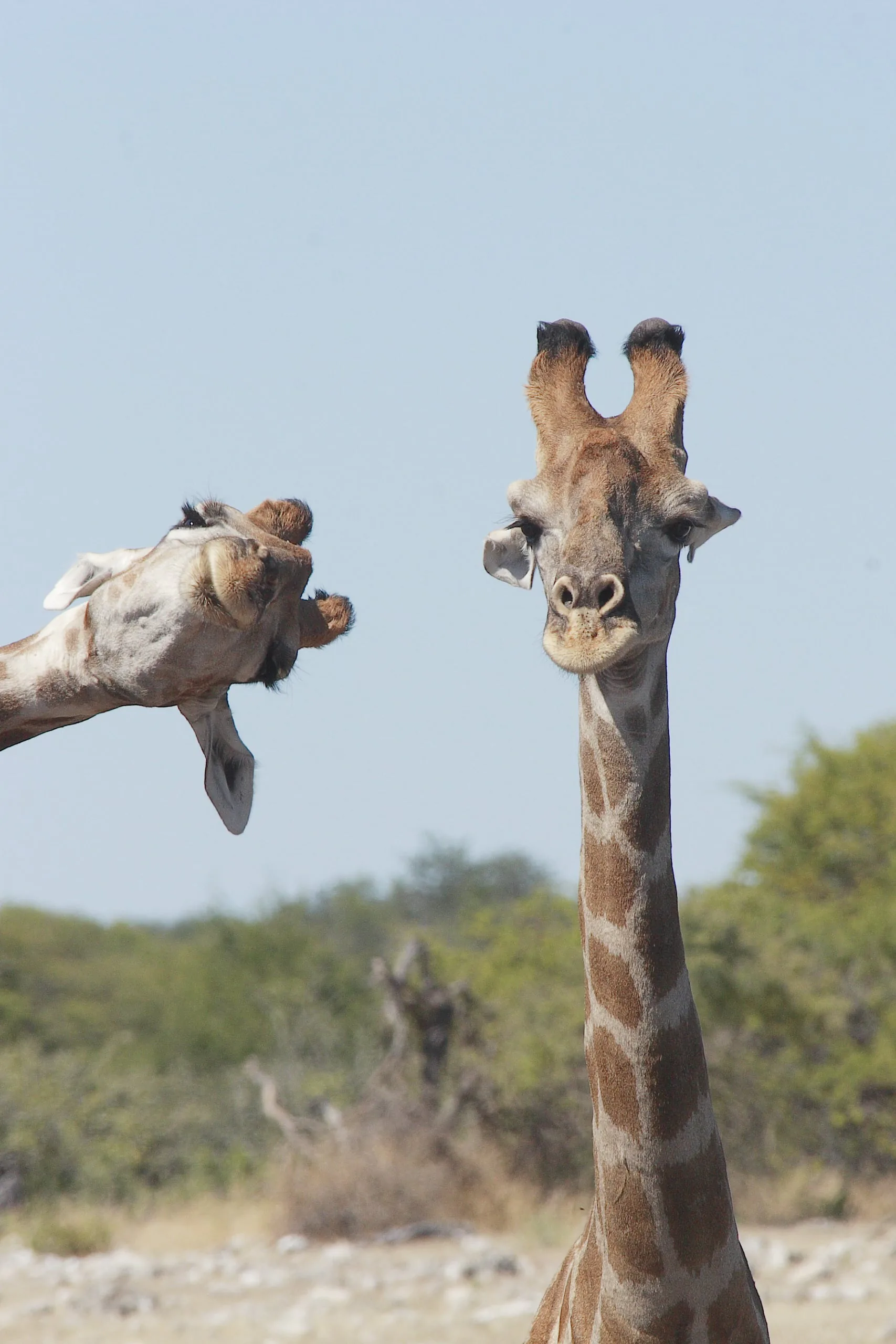 15 bức ảnh vui nhộn từ cuộc thi Comedy Wildlife Photo Awards 2020