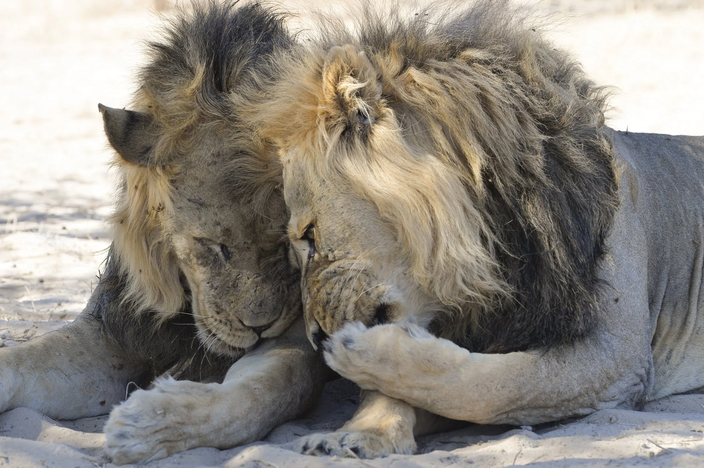 15 bức ảnh vui nhộn từ cuộc thi Comedy Wildlife Photo Awards 2020