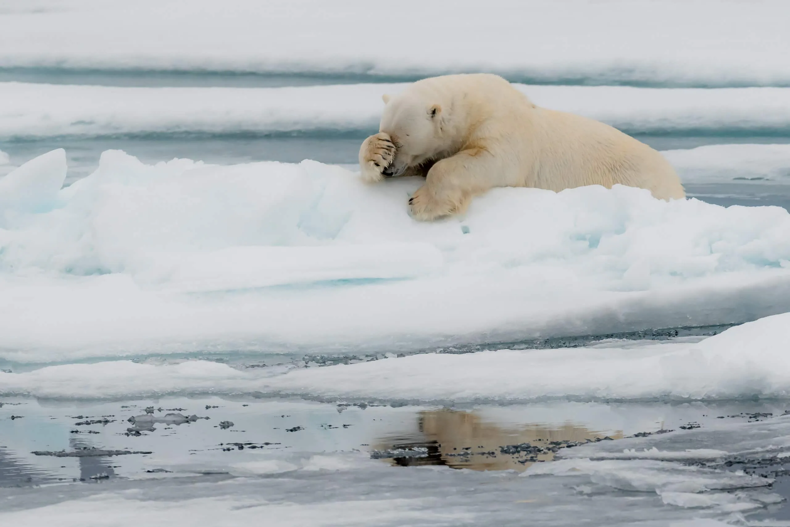 15 bức ảnh vui nhộn từ cuộc thi Comedy Wildlife Photo Awards 2020