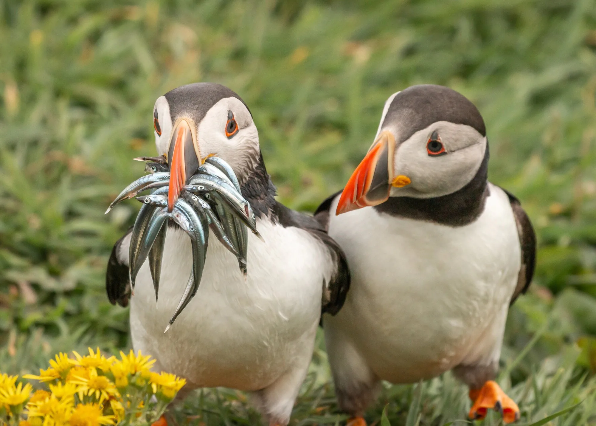 15 bức ảnh vui nhộn từ cuộc thi Comedy Wildlife Photo Awards 2020