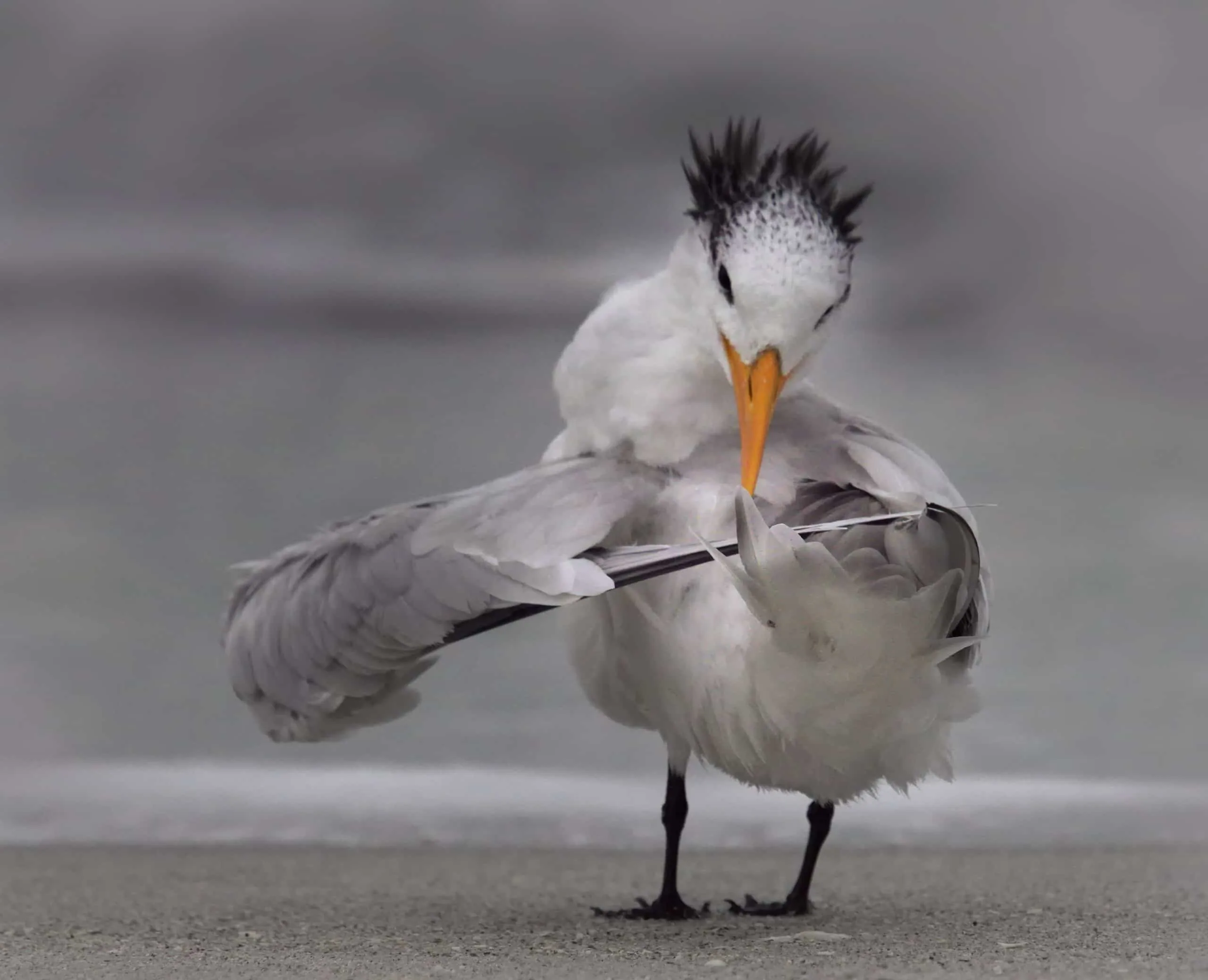 15 bức ảnh vui nhộn từ cuộc thi Comedy Wildlife Photo Awards 2020