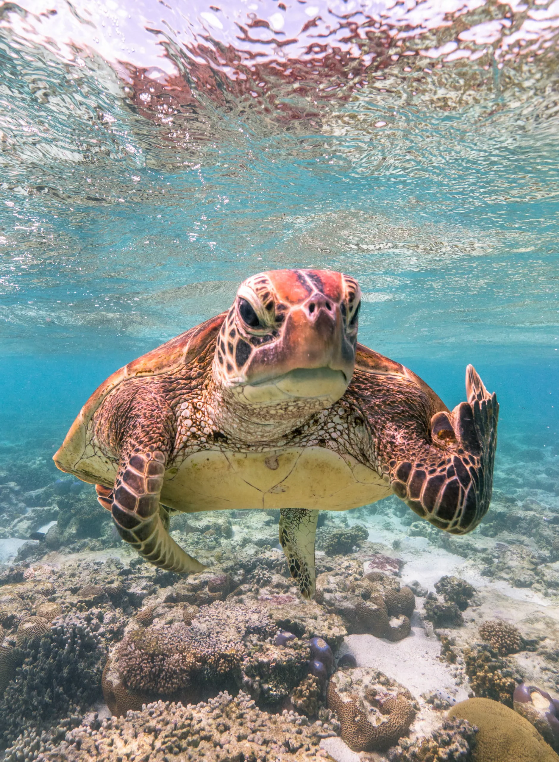 15 bức ảnh vui nhộn từ cuộc thi Comedy Wildlife Photo Awards 2020