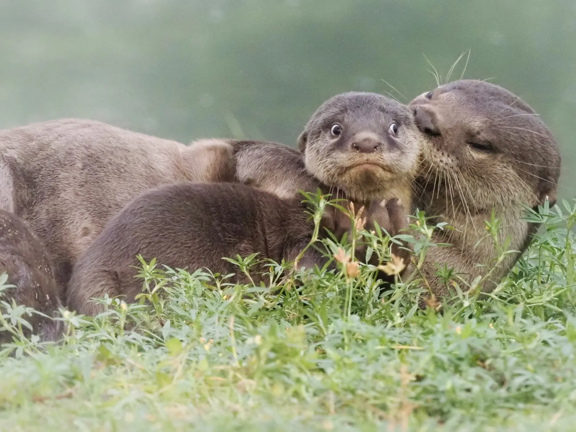 15 bức ảnh vui nhộn từ cuộc thi Comedy Wildlife Photo Awards 2020