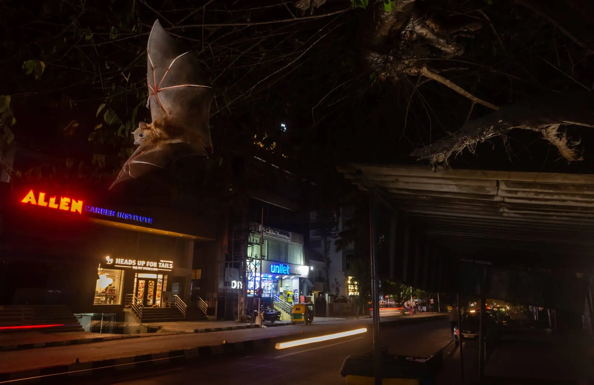 Những bức ảnh đoạt giải trong cuộc thi Nature inFocus Photography Awards 2020