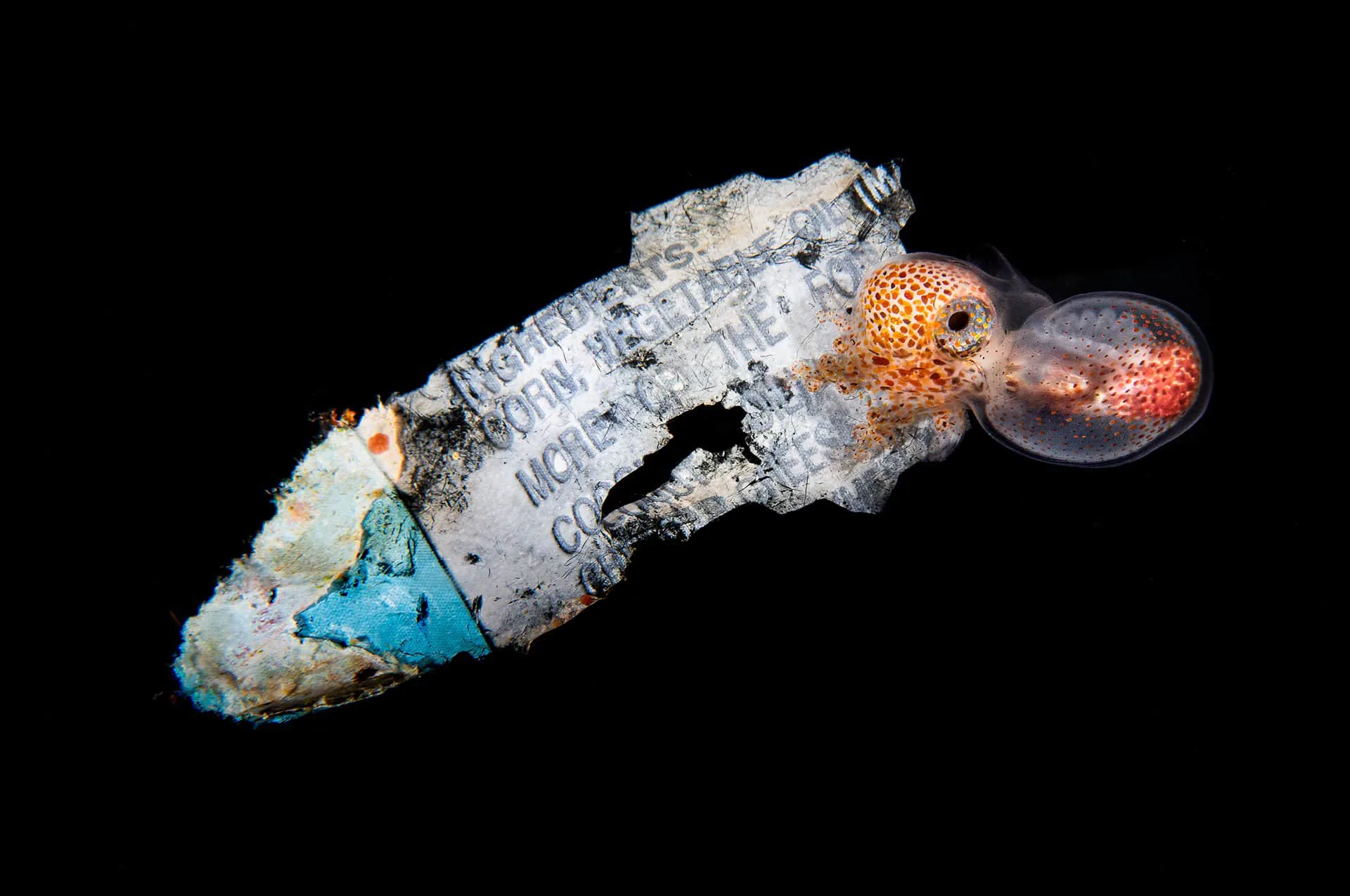 Những bức ảnh đoạt giải trong cuộc thi Nature inFocus Photography Awards 2020