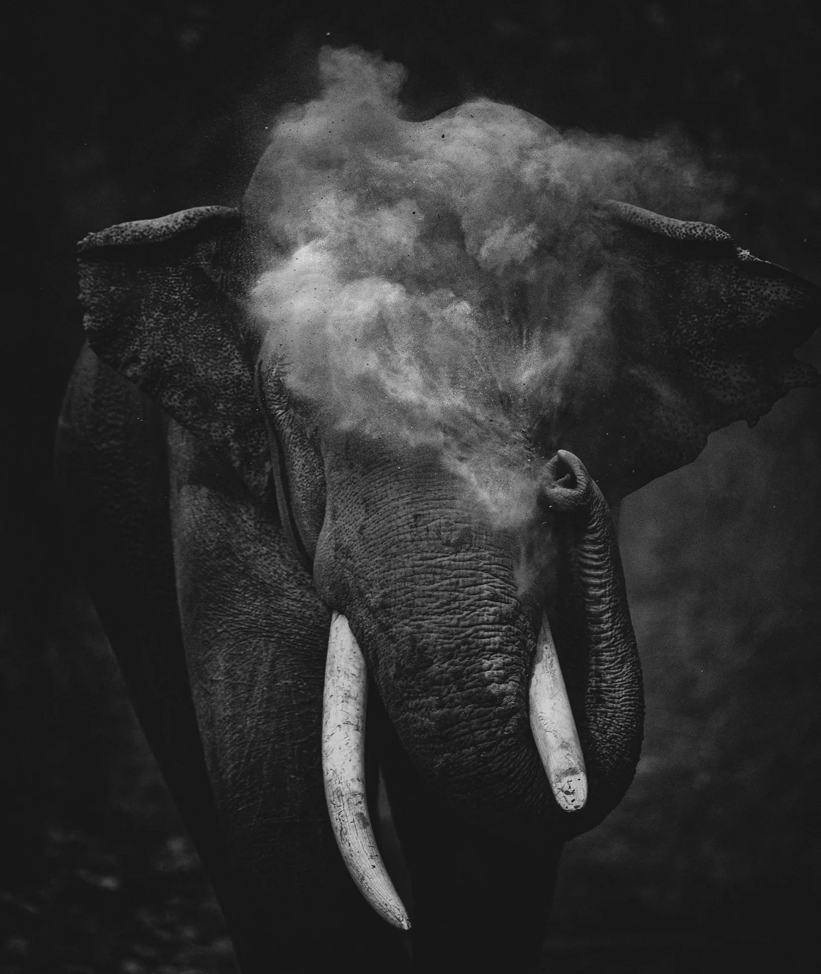 Những bức ảnh đoạt giải trong cuộc thi Nature inFocus Photography Awards 2020