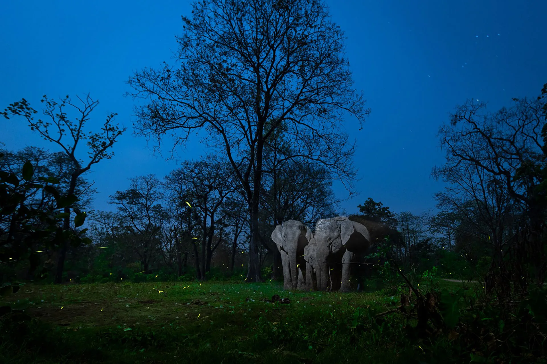 Những bức ảnh đoạt giải trong cuộc thi Nature inFocus Photography Awards 2020