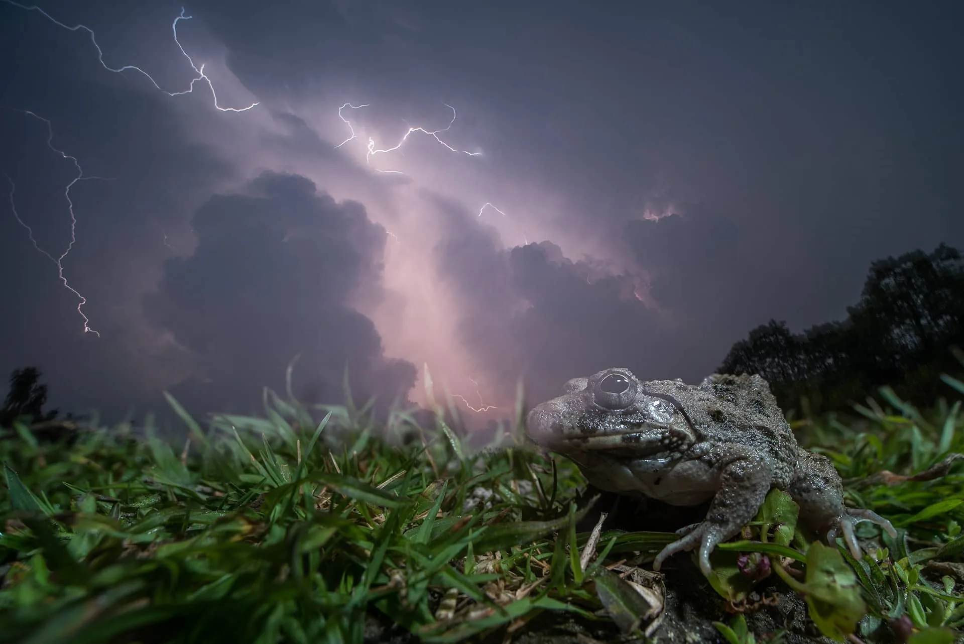 Những bức ảnh đoạt giải trong cuộc thi Nature inFocus Photography Awards 2020