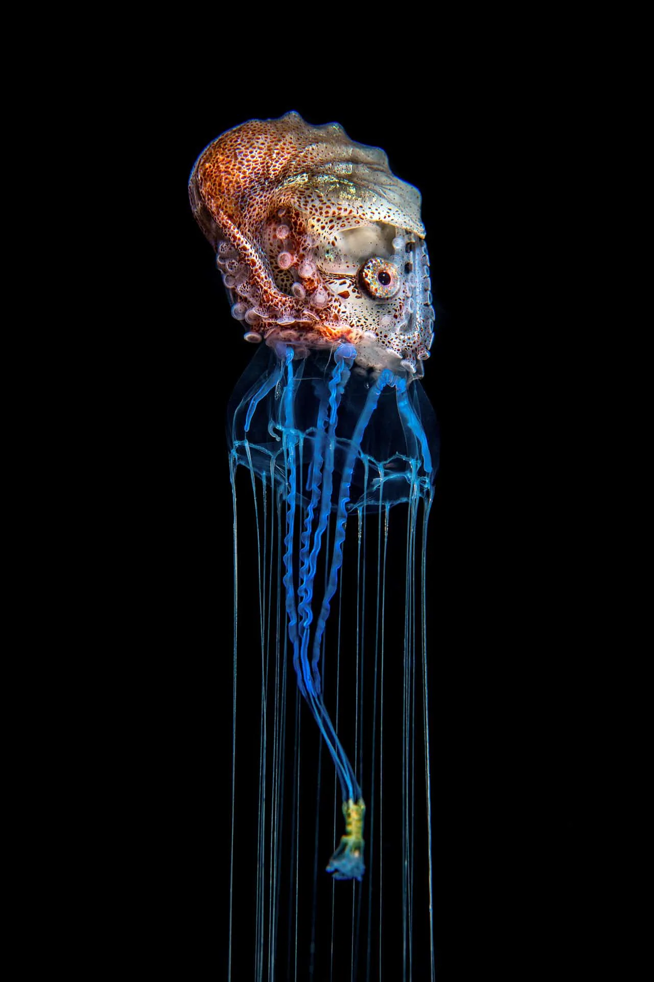 Những bức ảnh đoạt giải trong cuộc thi Nature inFocus Photography Awards 2020