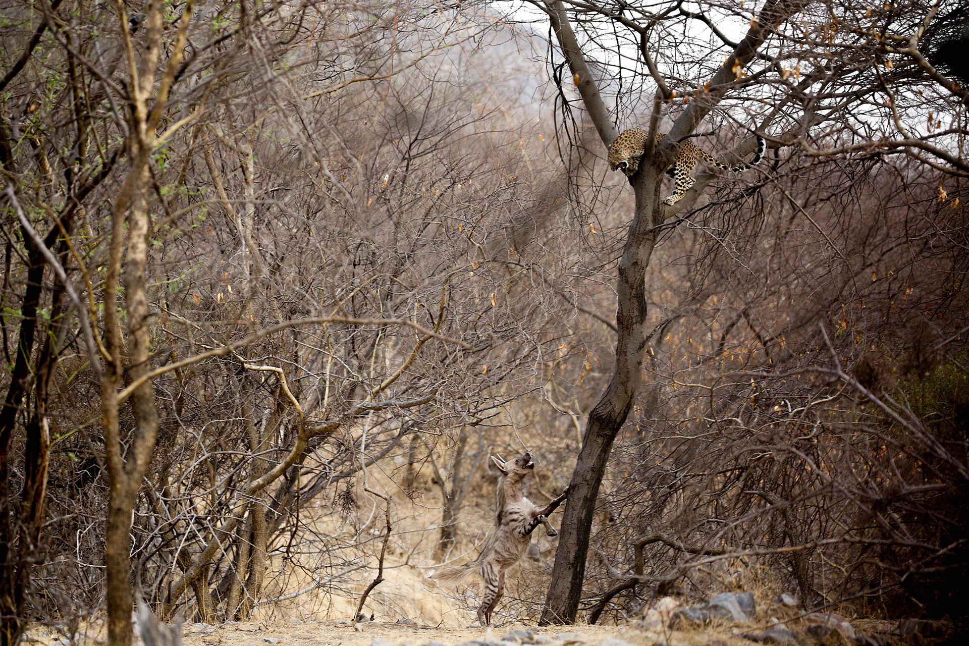 Những bức ảnh đoạt giải trong cuộc thi Nature inFocus Photography Awards 2020