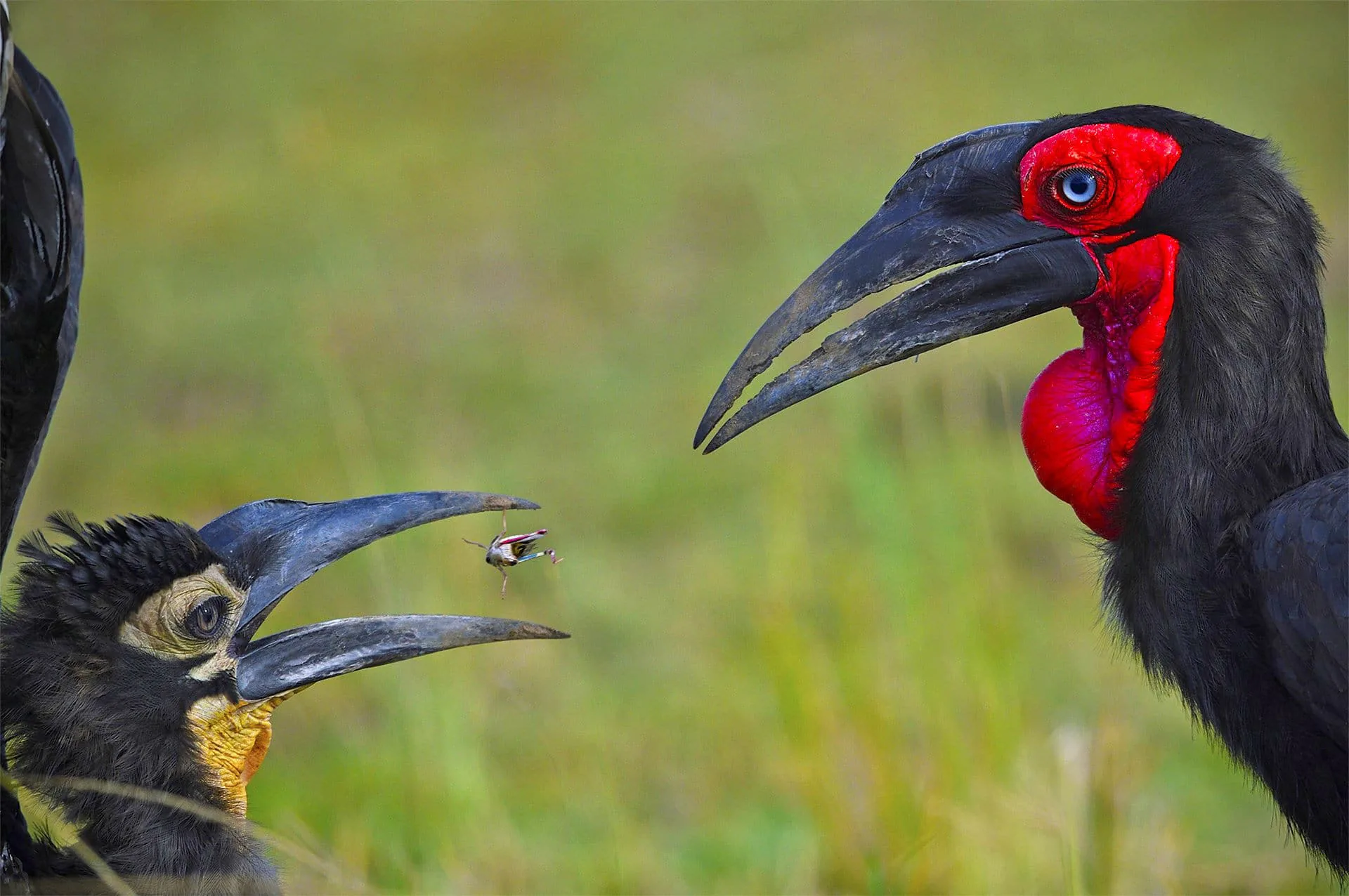 Những bức ảnh đoạt giải trong cuộc thi Nature inFocus Photography Awards 2020
