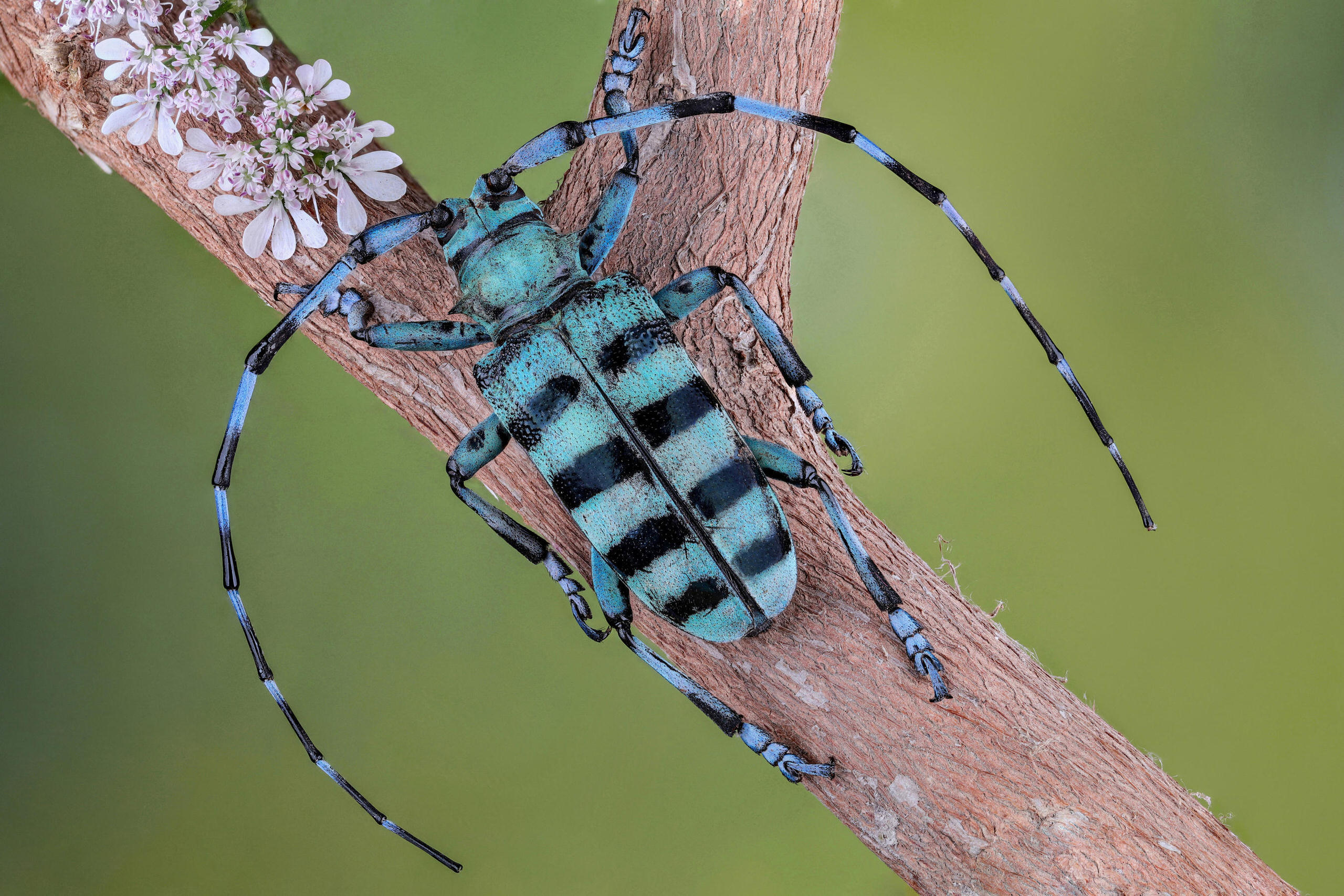 Những bức ảnh côn trùng thú vị đoạt giải trong cuộc thi Nhiếp ảnh Côn trùng lần đầu tổ chức