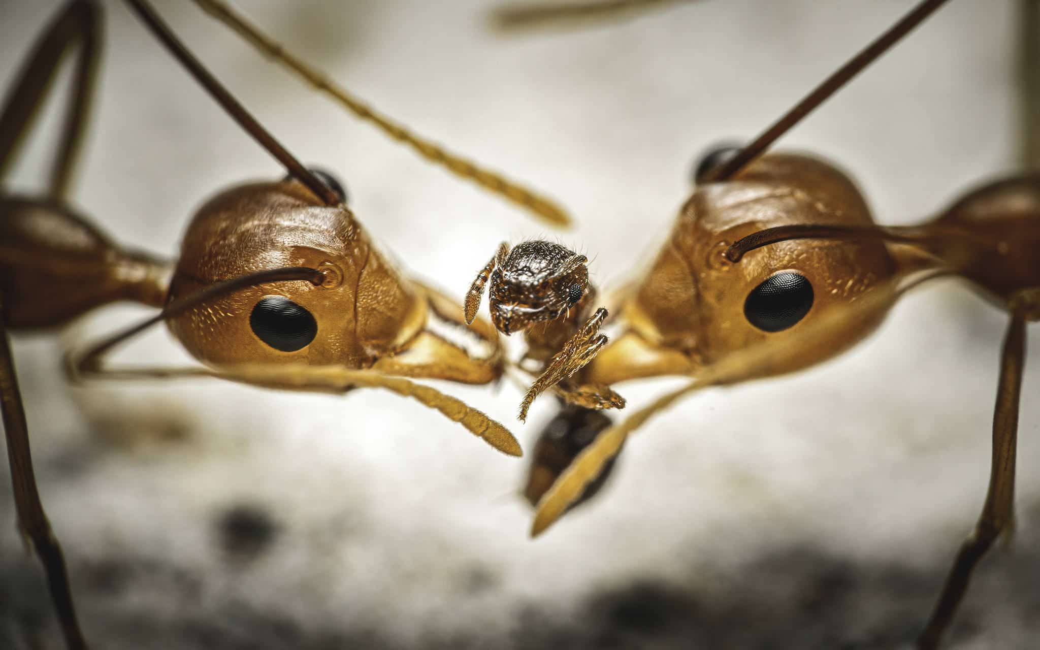 Những bức ảnh côn trùng thú vị đoạt giải trong cuộc thi Nhiếp ảnh Côn trùng lần đầu tổ chức