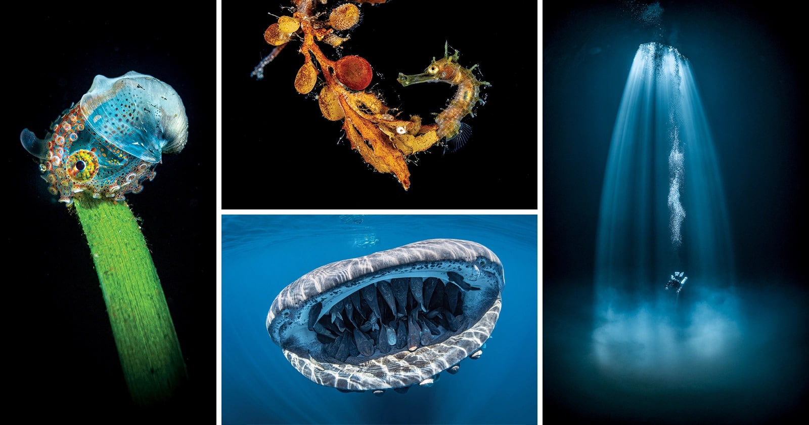 Những bức ảnh đoạt giải trong cuộc thi lặn Scuba Diving với những sinh vật dưới đại dương đẹp mắt