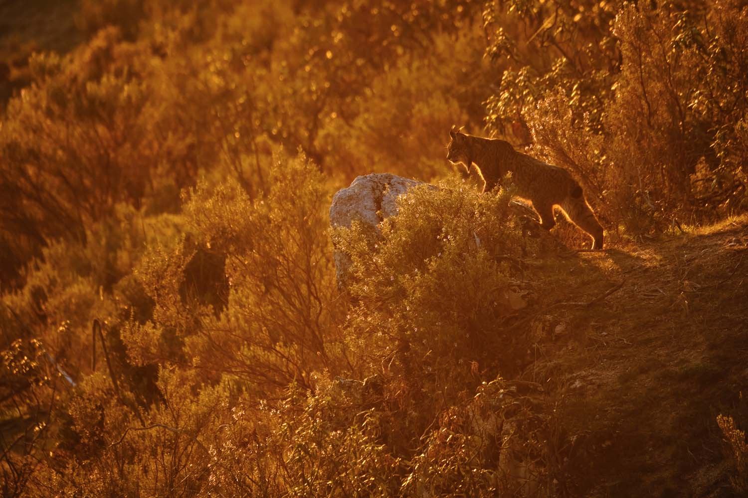 Những bức ảnh ấn tượng nhất trong cuộc thi Nhiếp ảnh gia Đời sống hoang dã Châu Âu của năm