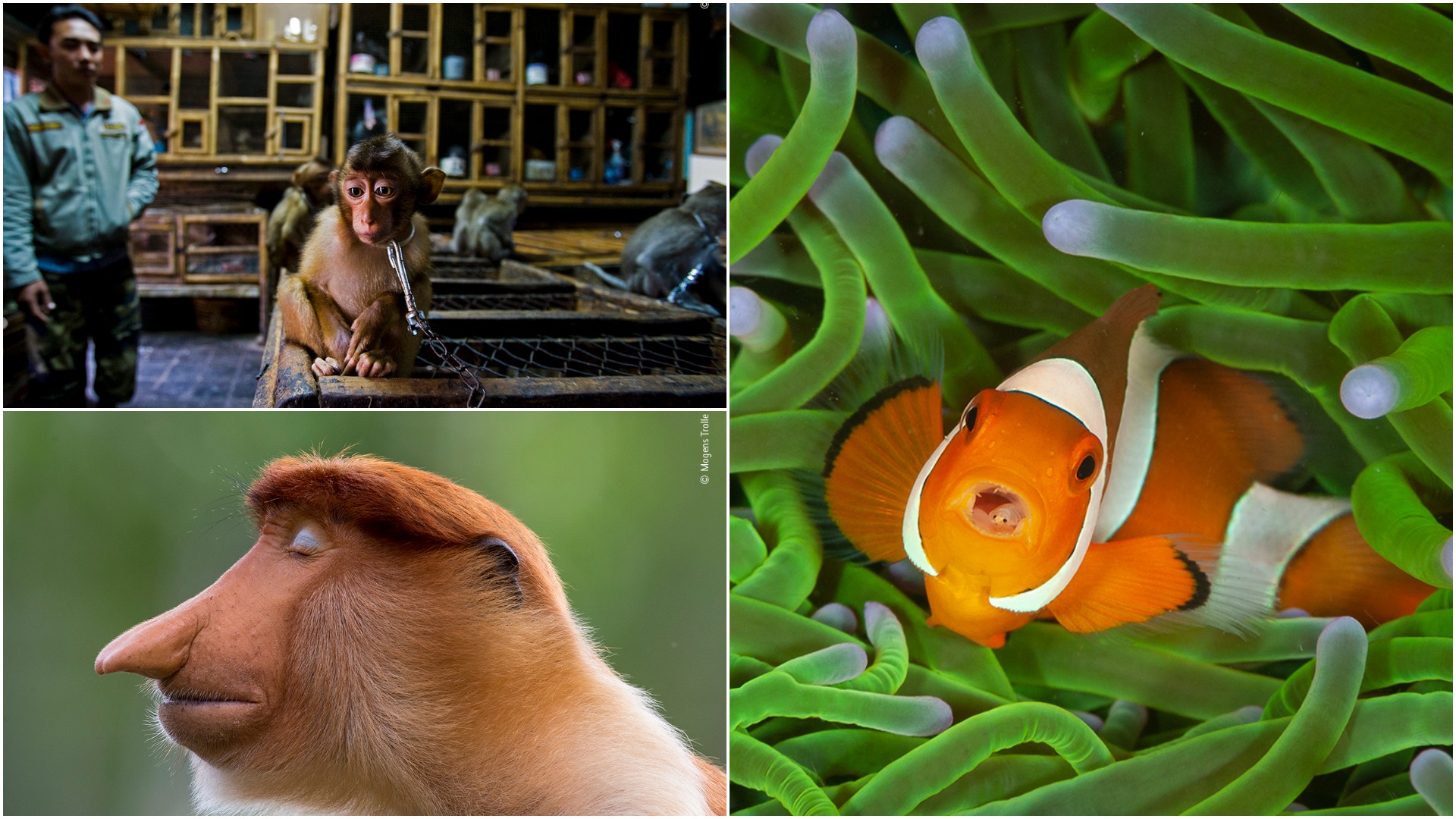 Những bức ảnh đoạt giải trong cuộc thi Nhiếp ảnh gia Đời sống hoang dã của năm 2020