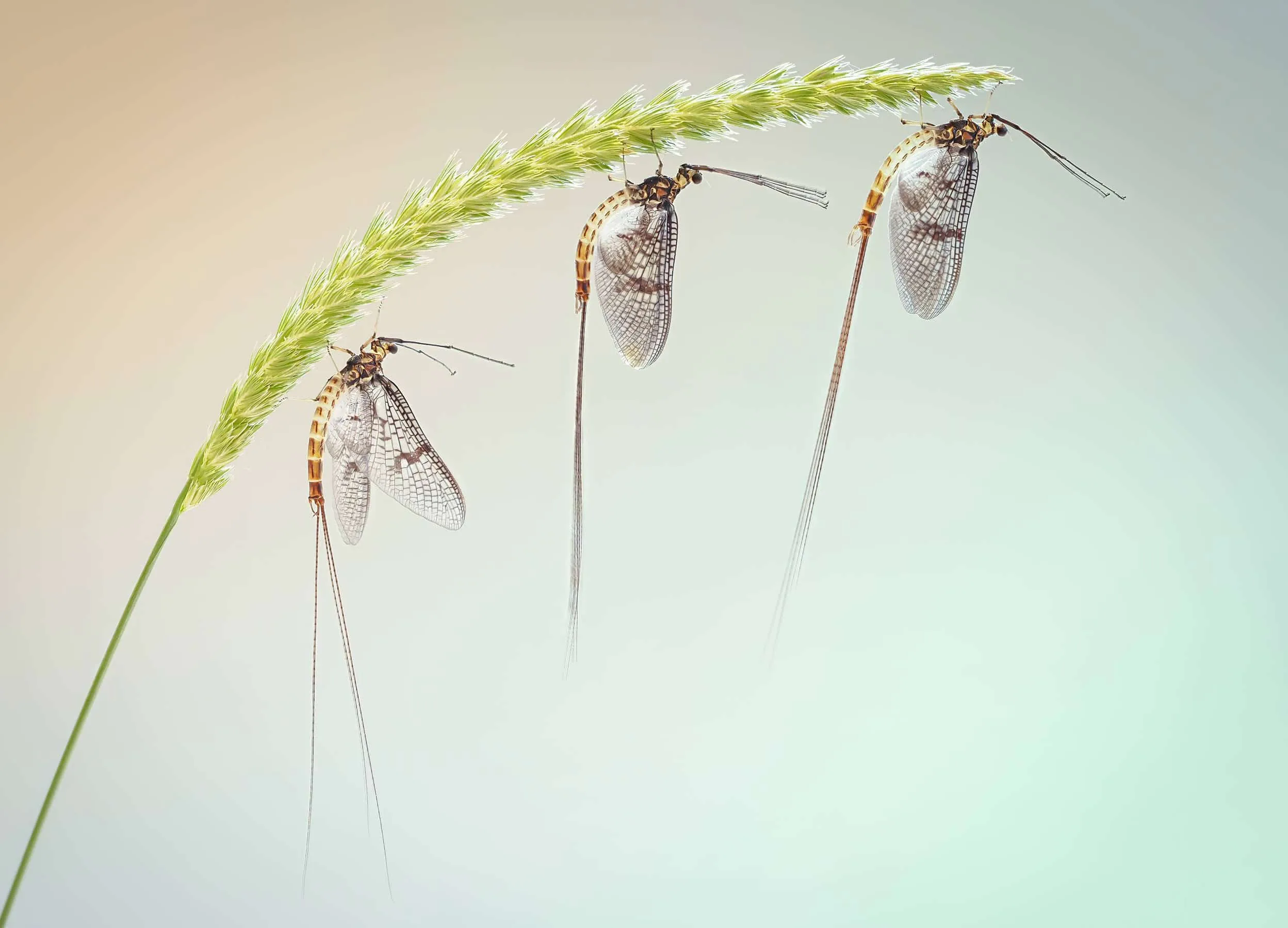 Những bức ảnh côn trùng thú vị đoạt giải trong cuộc thi Nhiếp ảnh Côn trùng lần đầu tổ chức