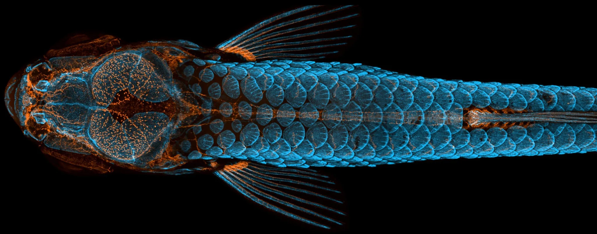 Nikon Small World