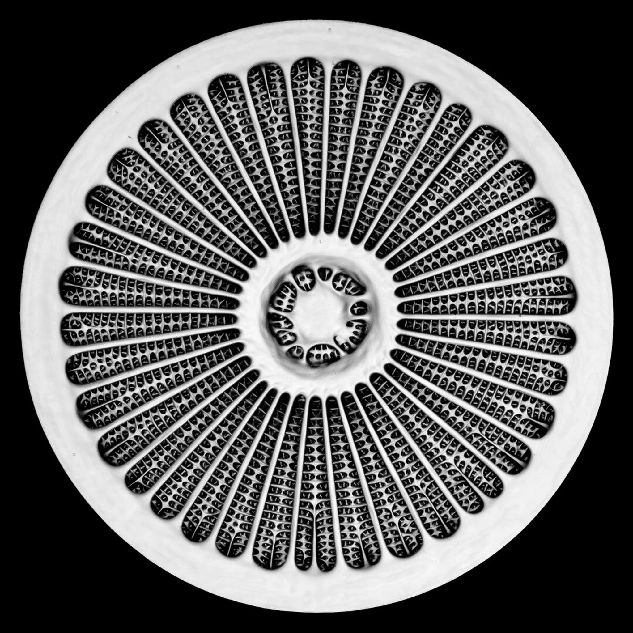 Nikon Small World