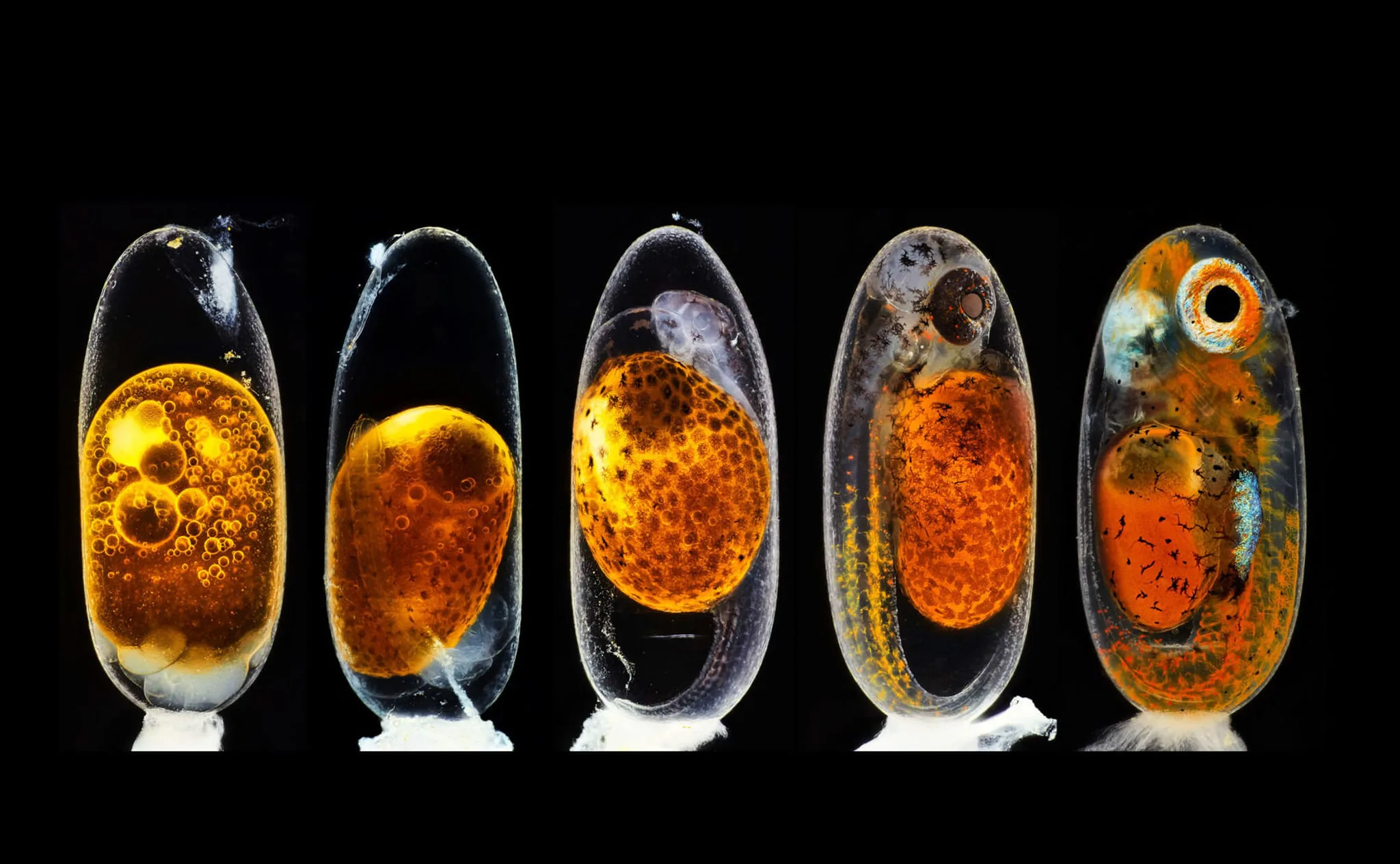 Nikon Small World