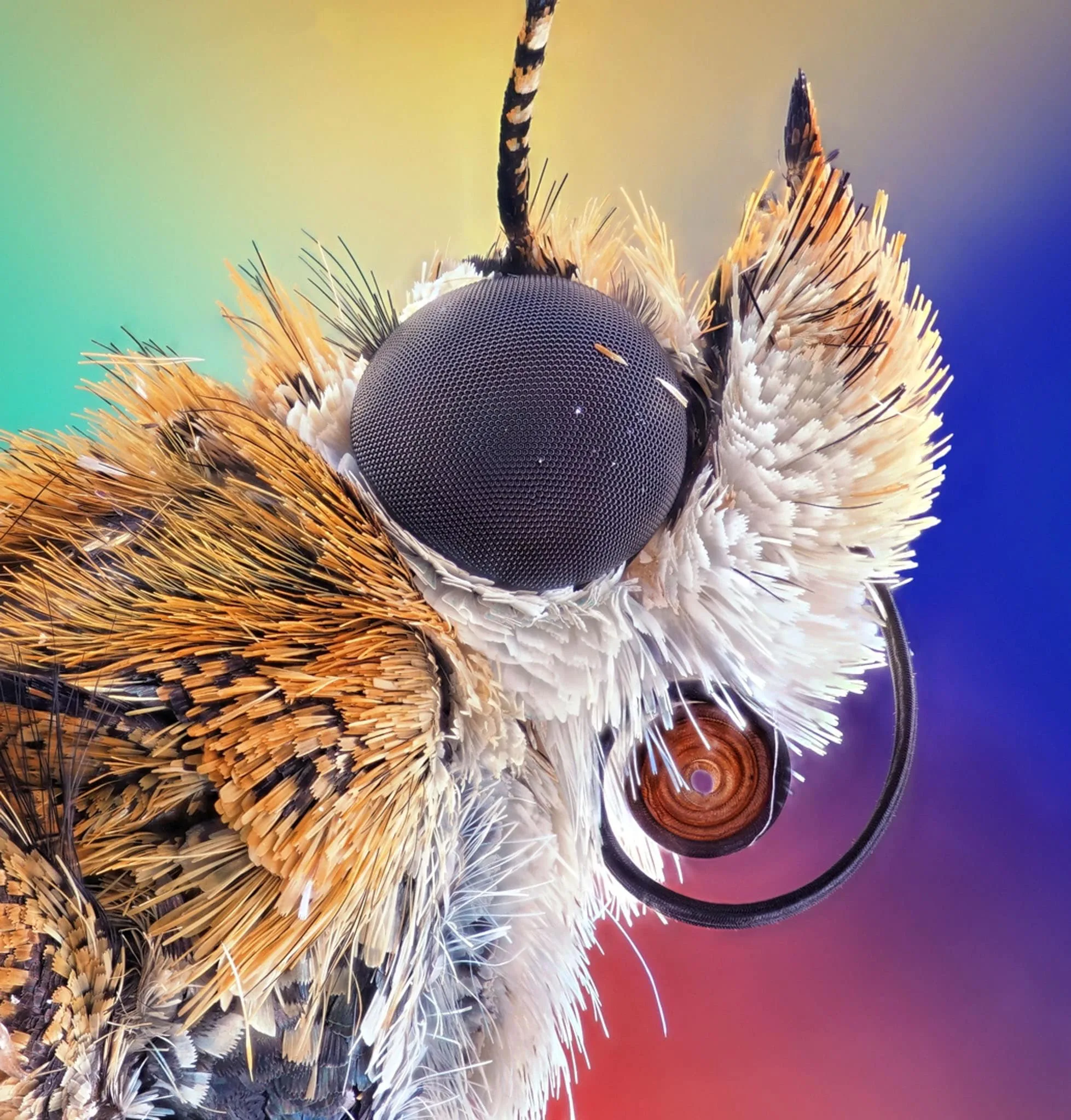 Nikon Small World