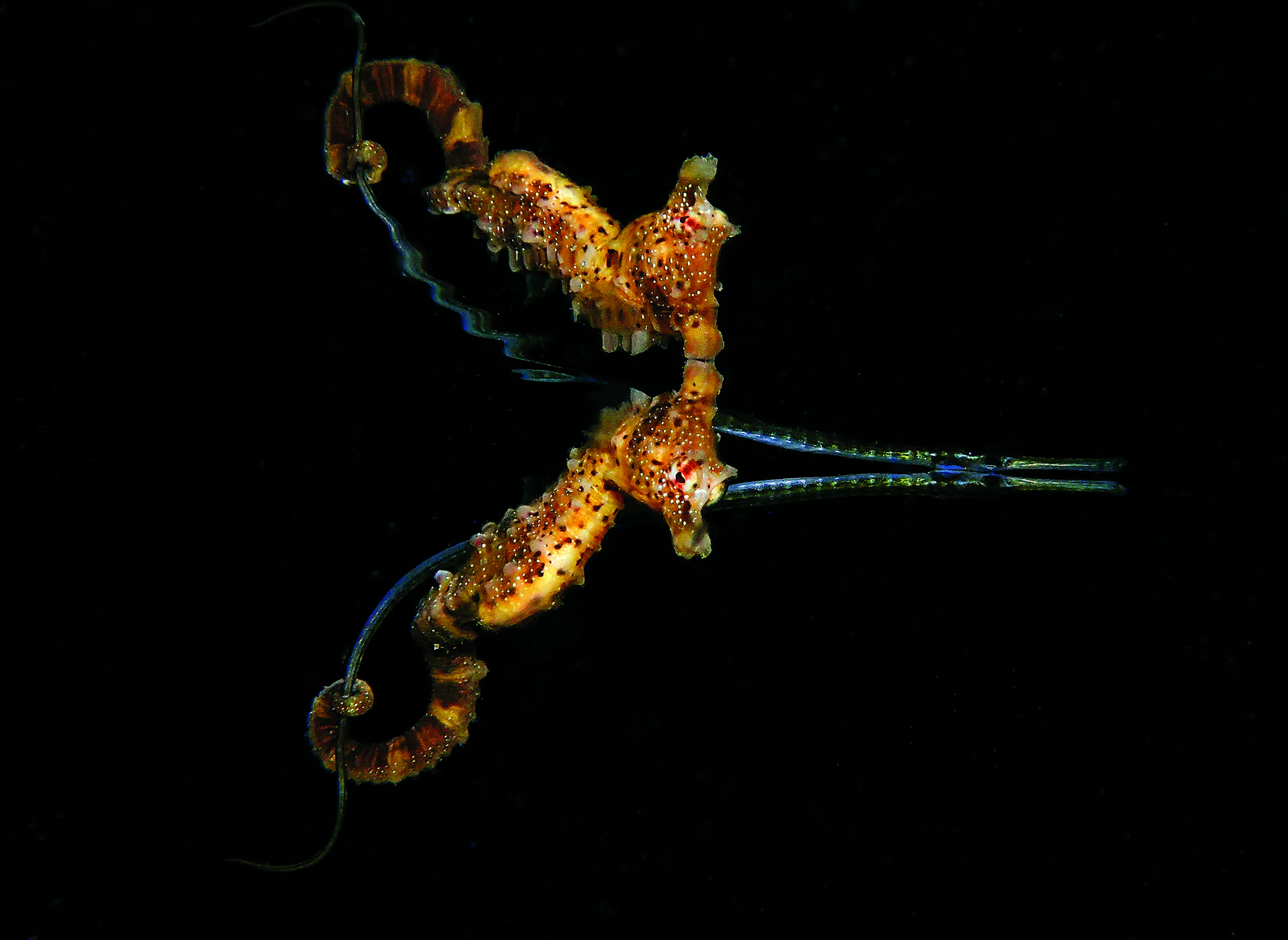 ảnh cuộc thi Scuba Diving