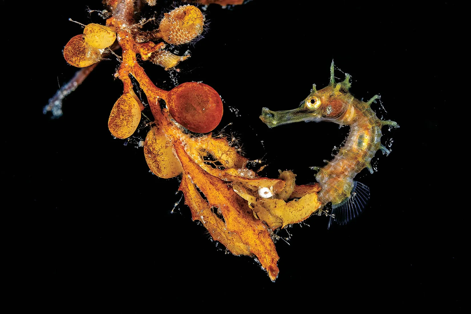 ảnh cuộc thi Scuba Diving