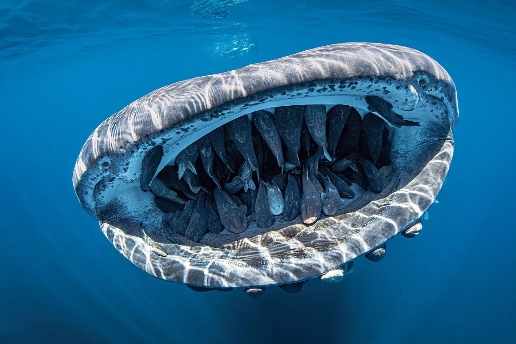 ảnh cuộc thi Scuba Diving