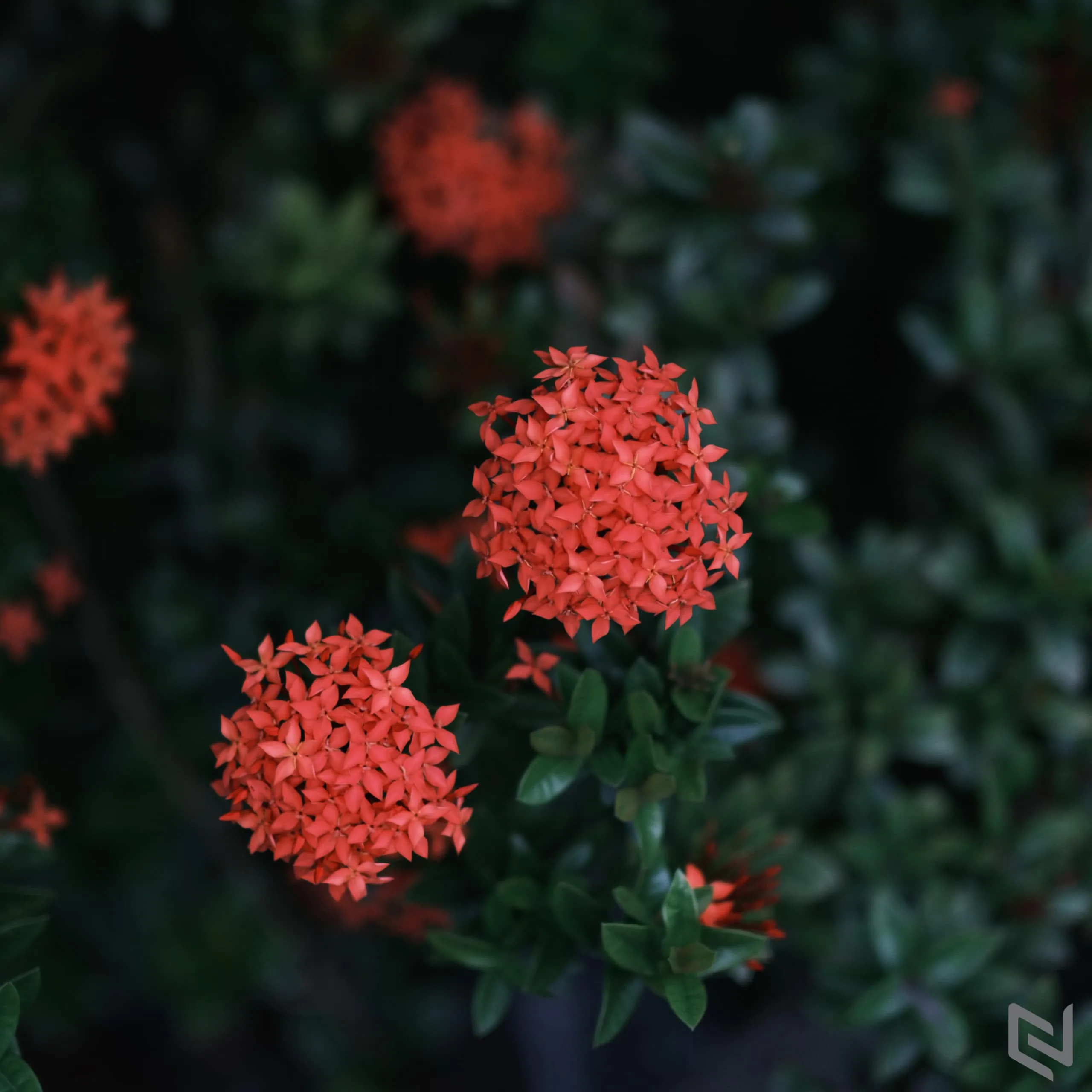 Trên tay ống kính Fujifilm XF 50mm F1.0 R WR, siêu vội!