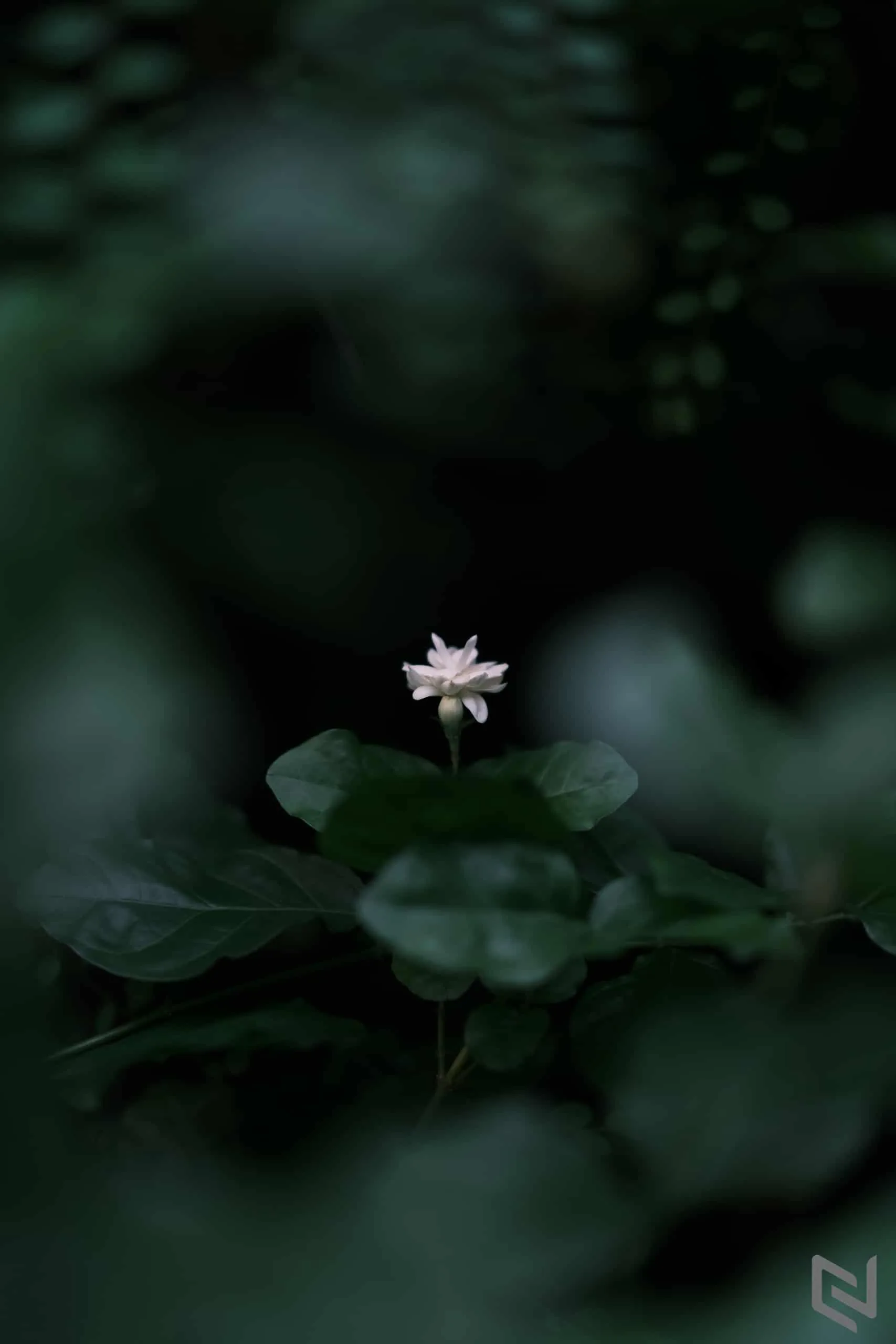 Trên tay ống kính Fujifilm XF 50mm F1.0 R WR, siêu vội!